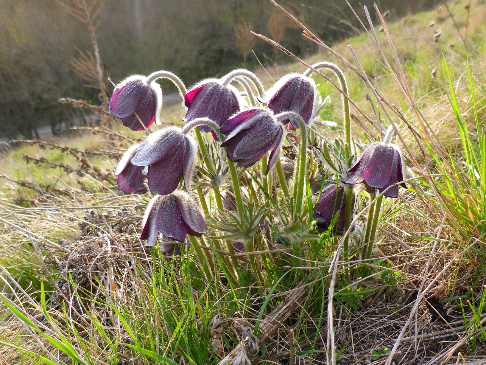 P1200338 (2) pulsatilla pratensis, purbacher heide, 2017-03-25.jpg