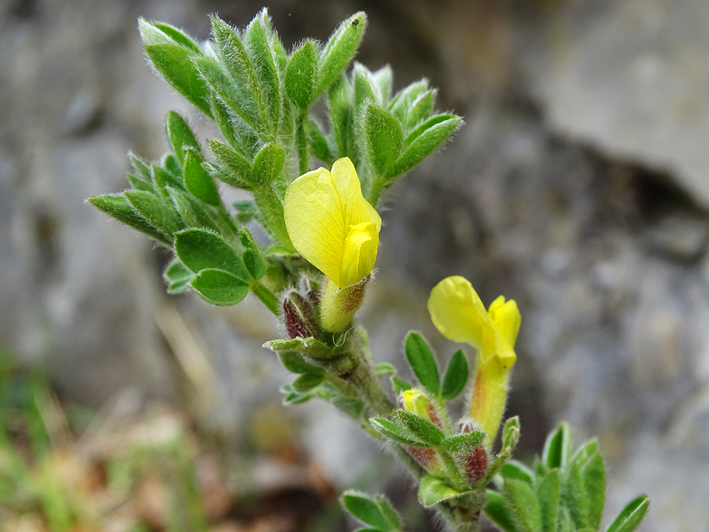 Chamaecytisus hirsutus_goesting.jpg