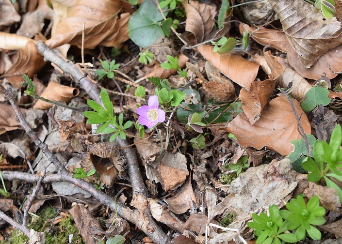 K - 11042021 - (66) -  - Oxalis acetosella - Wald-Sauerklee - purpur.JPG