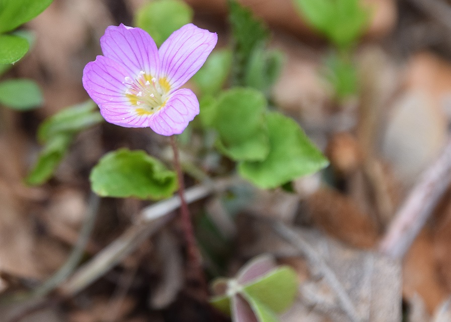 K- 11042021 - (65) -  - Oxalis acetosella - Wald-Sauerklee - purpur.JPG