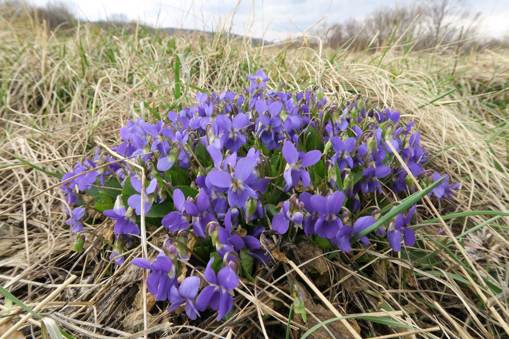 1 Viola ambigua) Steppen)-Veilchen (vgl. R.Fischer f. Eichkogel!), Eichkogel nord 19.03.2019 C5X (8).JPG