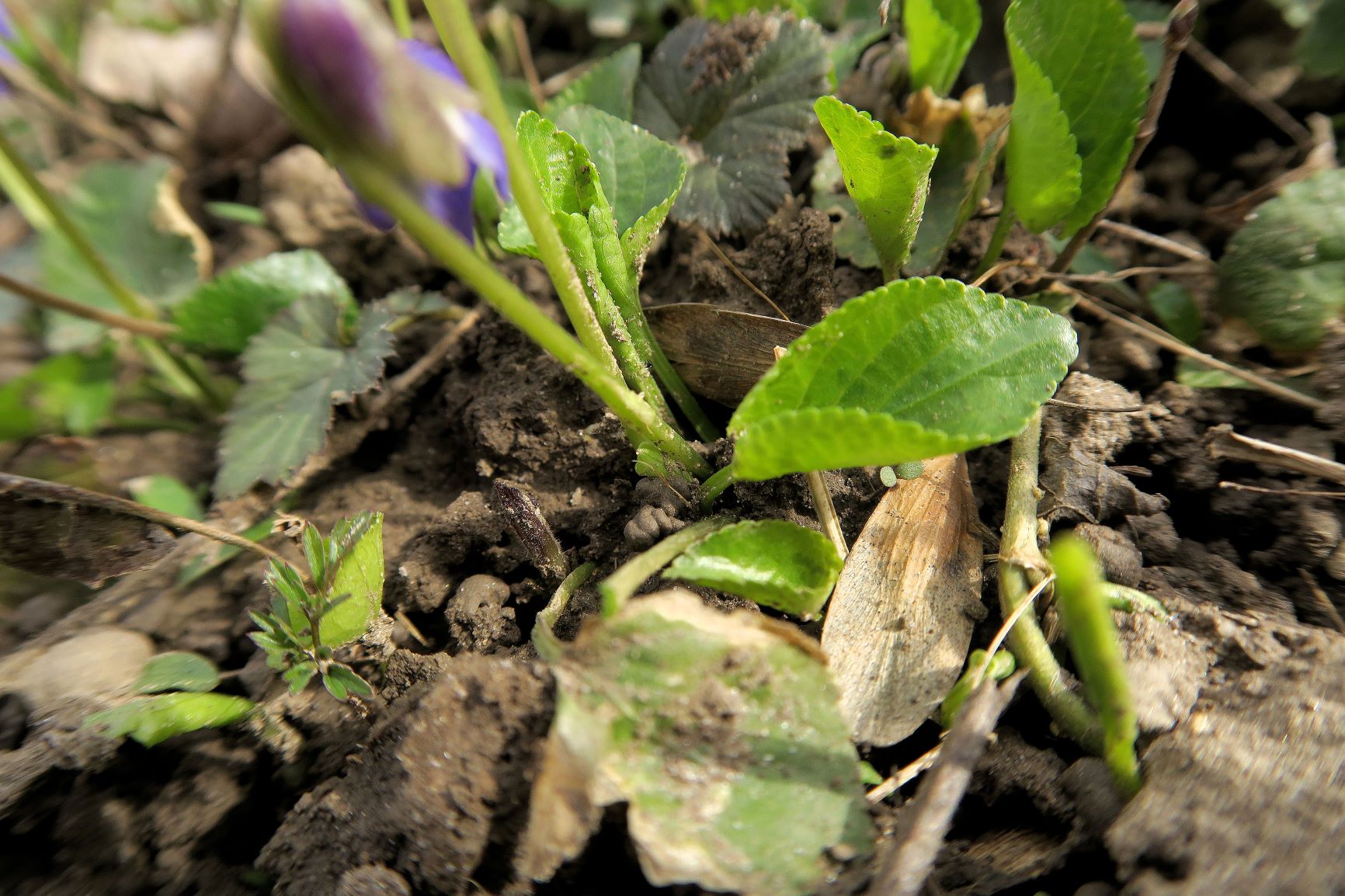 1 Viola ambigua) Steppen)-Veilchen (vgl. R.Fischer f. Eichkogel!), Eichkogel nord 19.03.2019 C5X (6).JPG