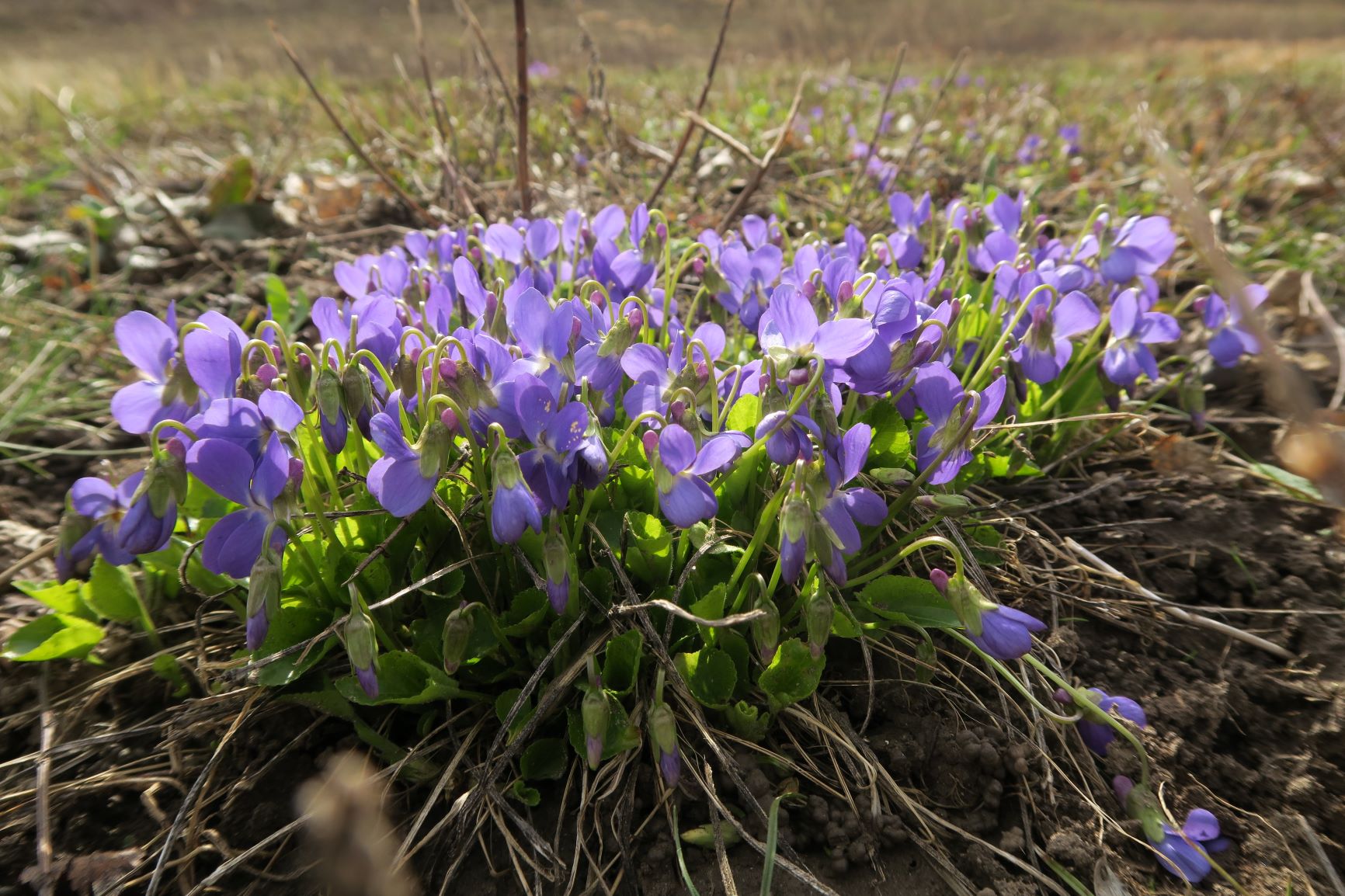 1 Viola ambigua) Steppen)-Veilchen (vgl. R.Fischer f. Eichkogel!), Eichkogel nord 19.03.2019 C5X (5).JPG