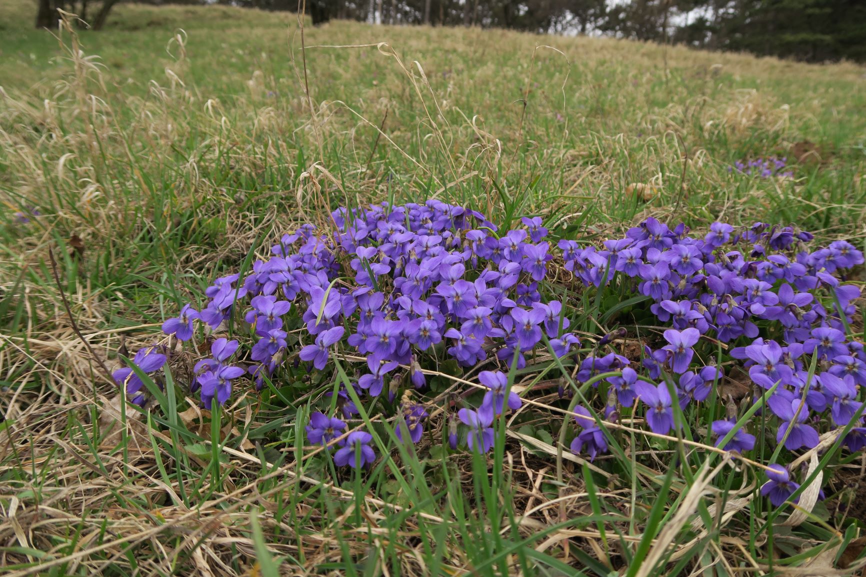 2 Viola ssp. unbestimmt -Veilchen, Gießhübl Gemeindewiese 02.04.2017 C5X (4).JPG