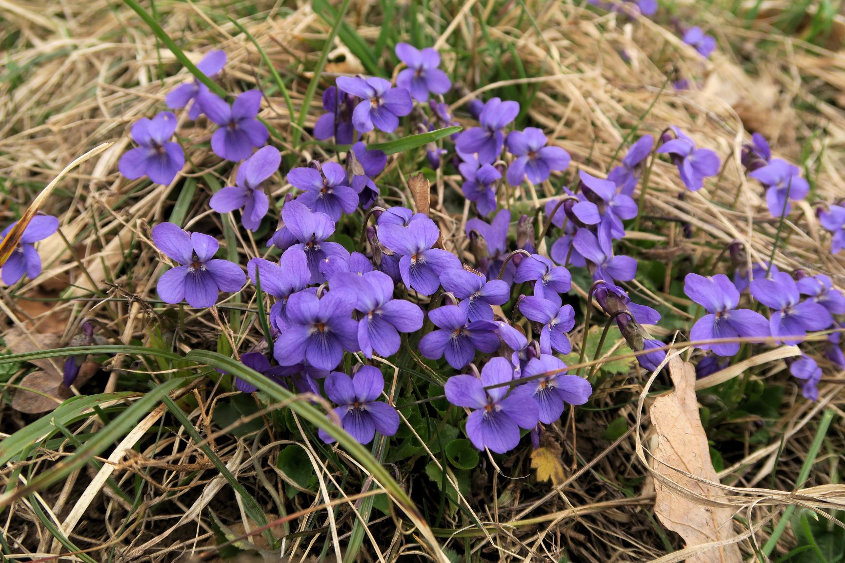 2 Viola ssp. unbestimmt -Veilchen, Gießhübl Gemeindewiese 02.04.2017 C5X (3).JPG