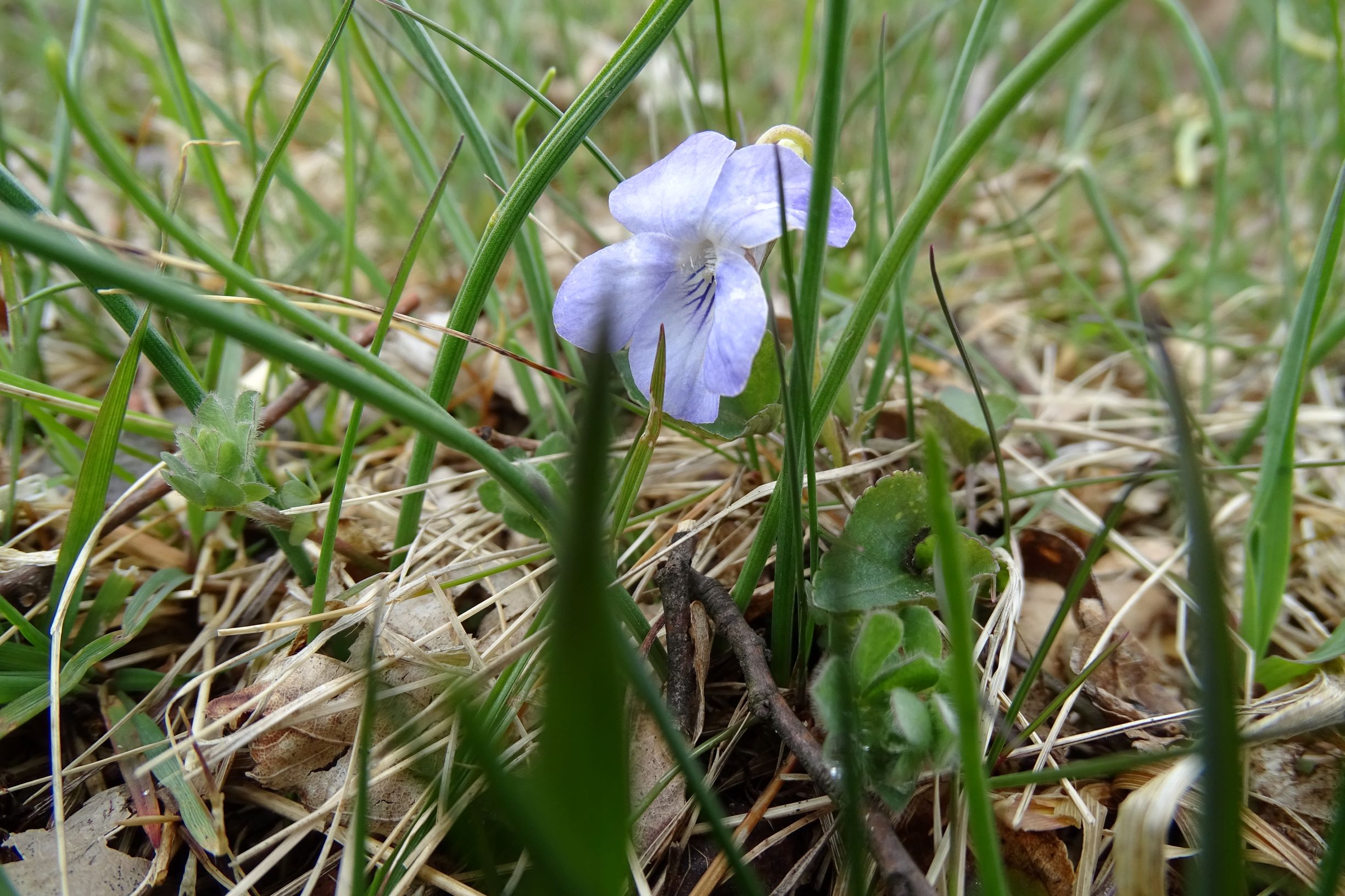 DSC03473 breitenbrunn leithagebirge, 2021-04-14, viola canina cf. canina.JPG