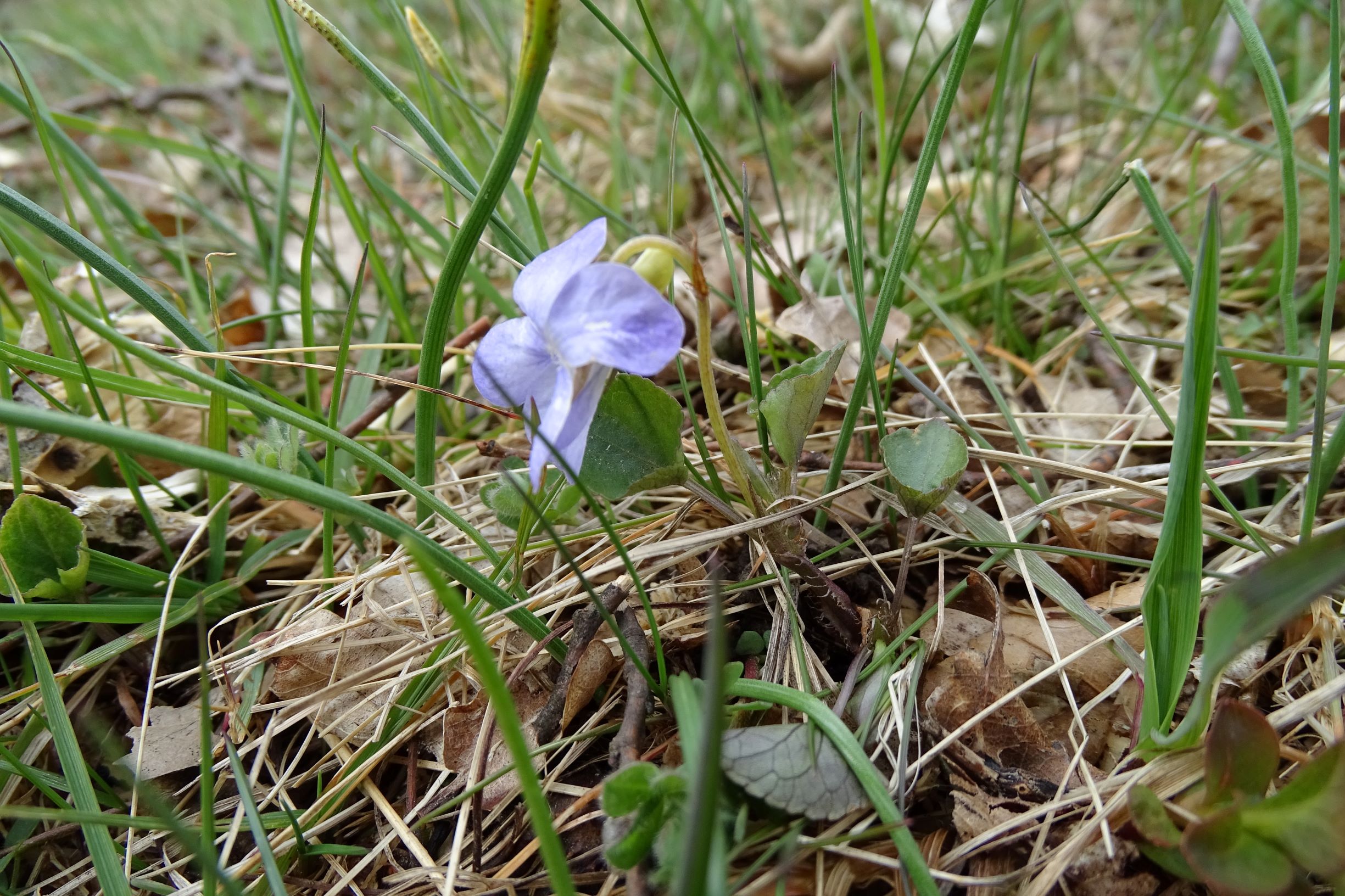 DSC03475 breitenbrunn leithagebirge, 2021-04-14, viola canina cf. canina.JPG