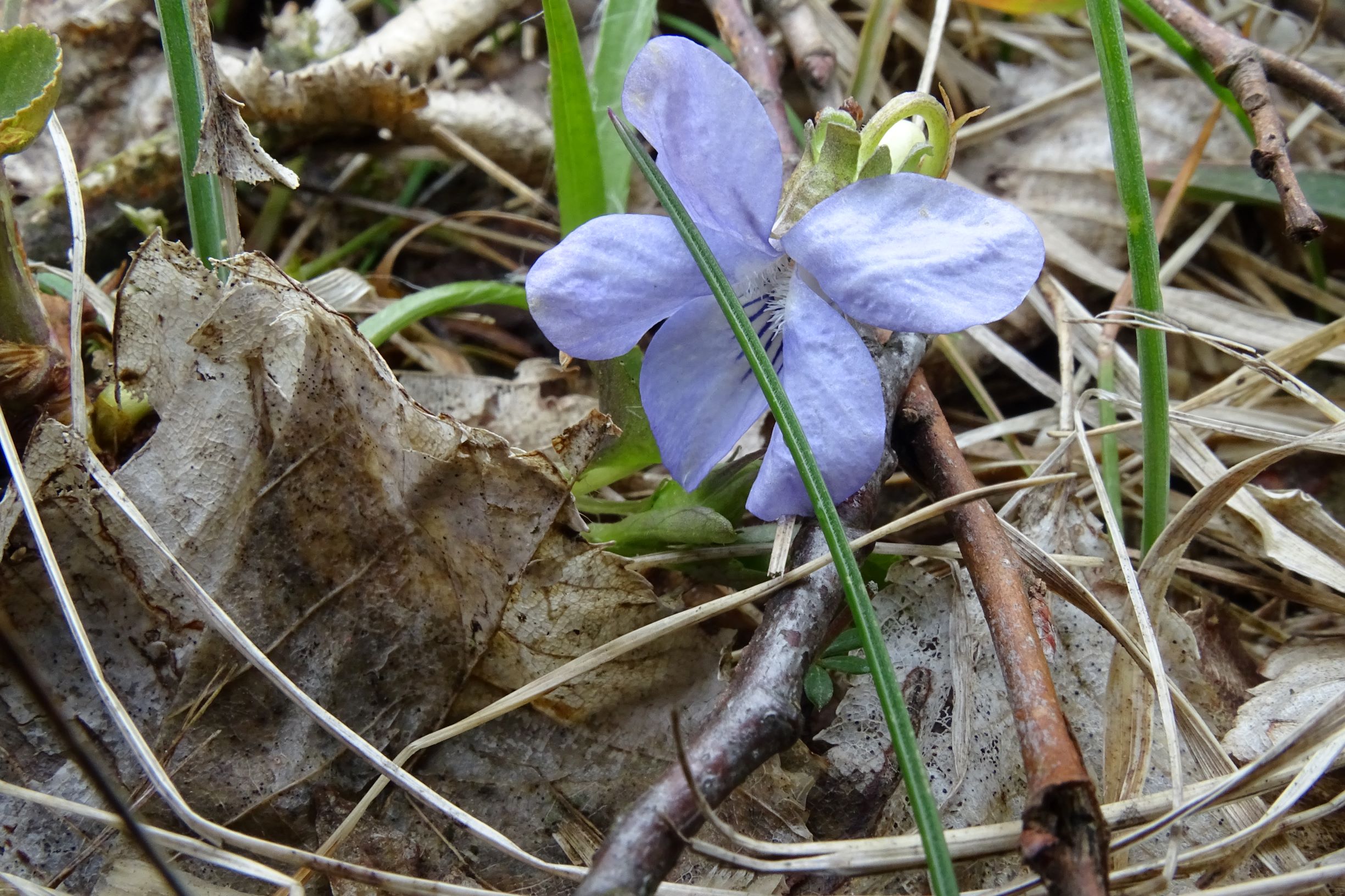 DSC03511 breitenbrunn leithagebirge, 2021-04-14, viola cf. canina cf. subsp. canina.JPG