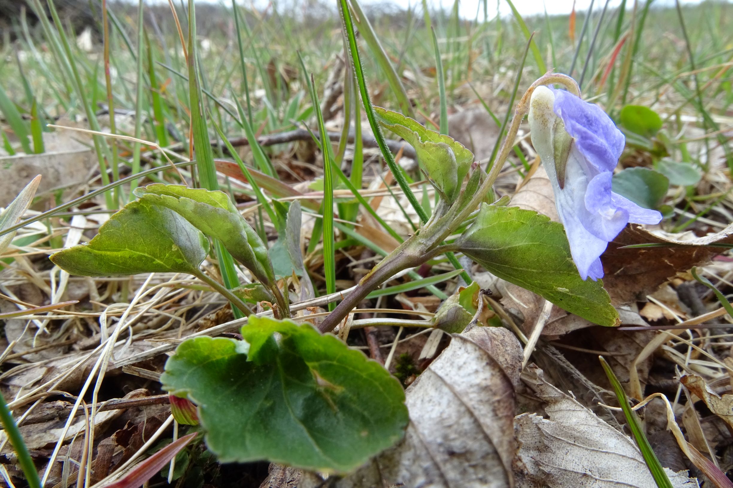 DSC03524 breitenbrunn leithagebirge, 2021-04-14, viola canina cf. canina.JPG