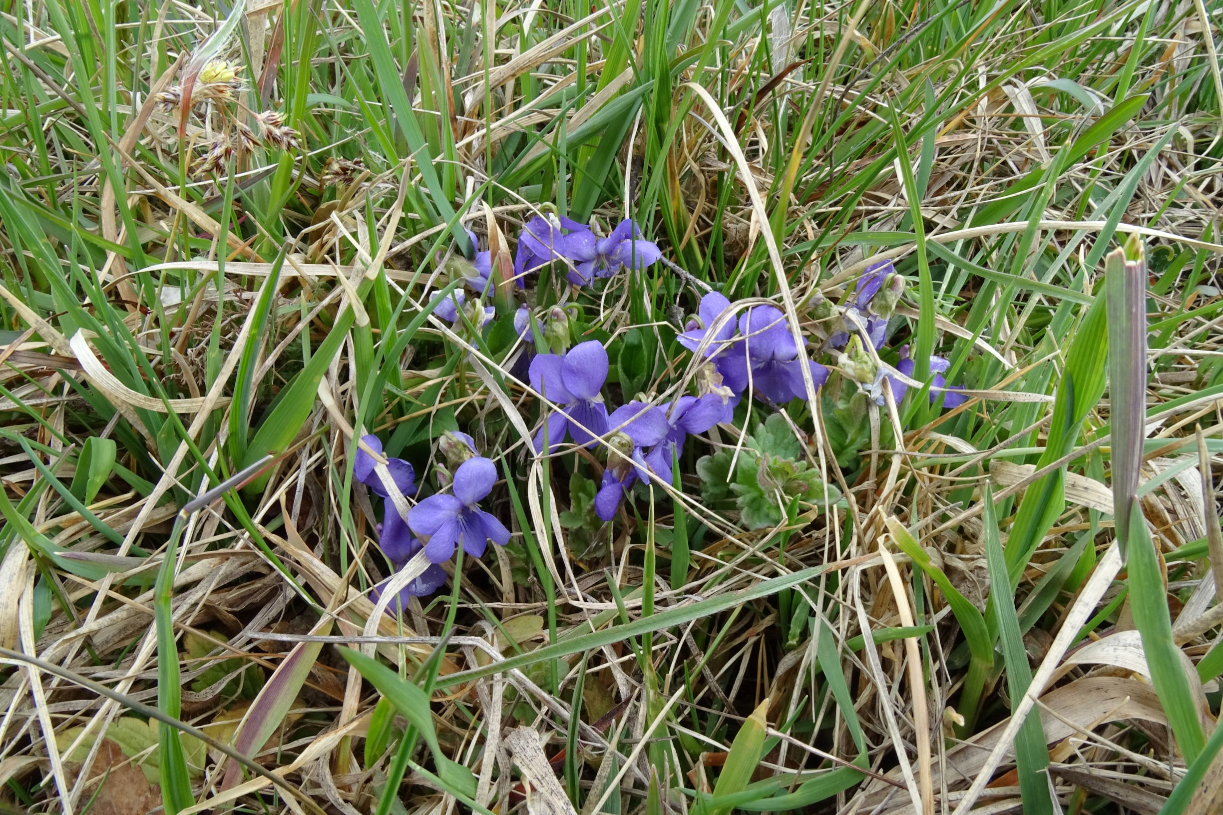 DSC03791 breitenbrunn leithagebirge, 2021-04-14, viola hirta.JPG