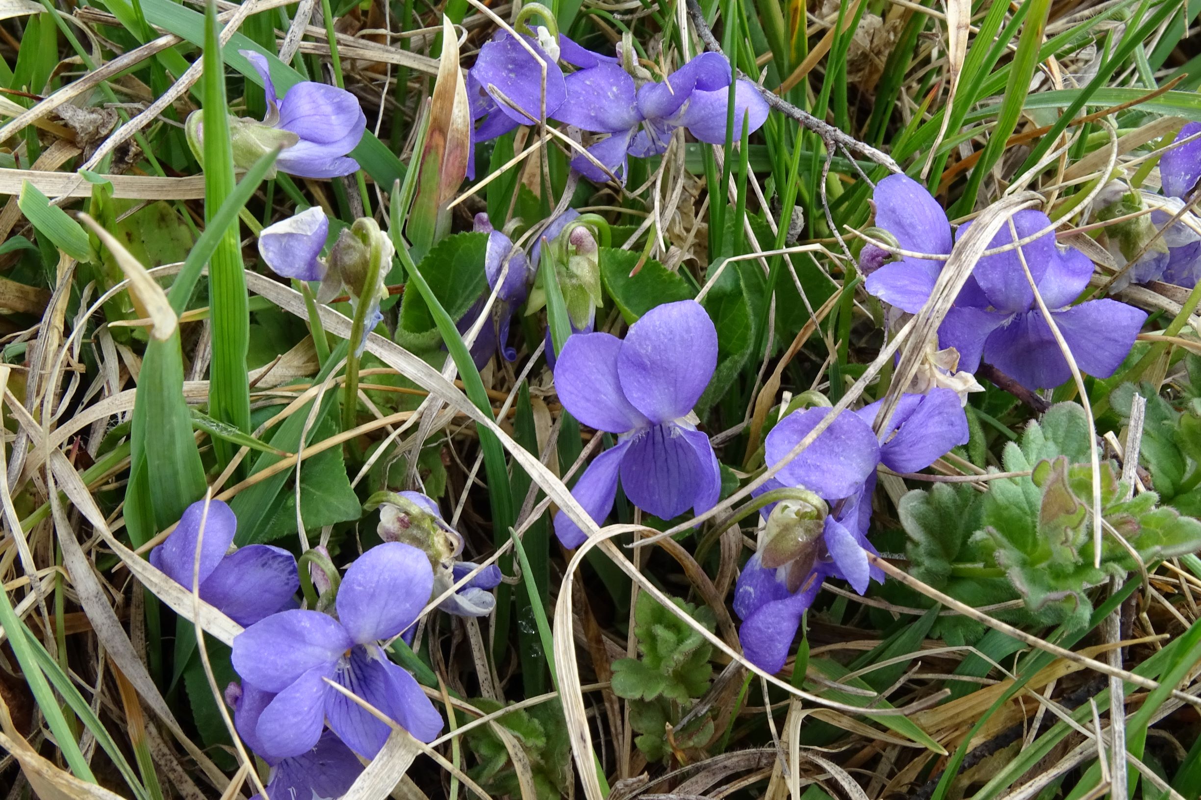 DSC03793 breitenbrunn leithagebirge, 2021-04-14, viola hirta.JPG