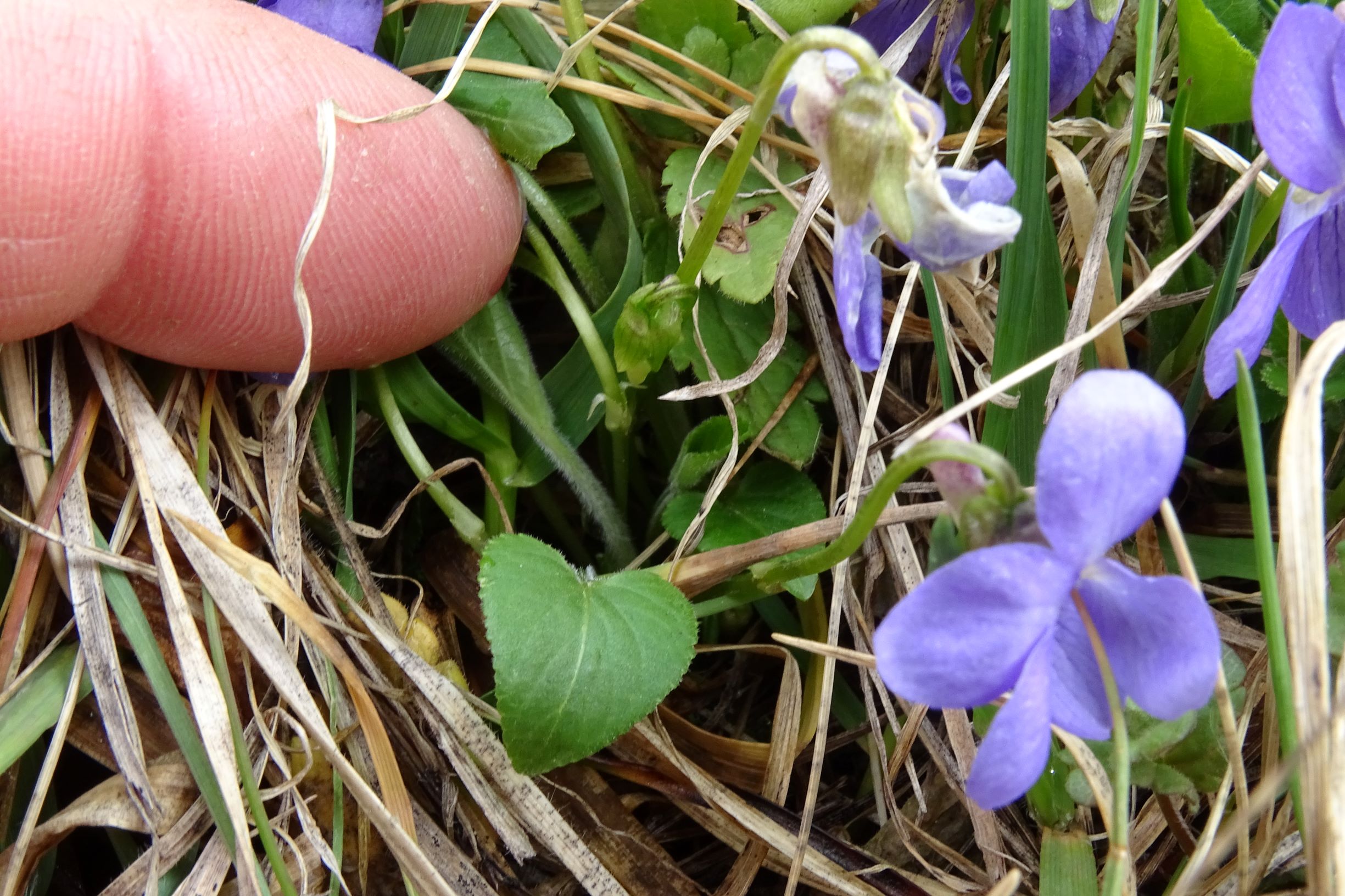 DSC03795 breitenbrunn leithagebirge, 2021-04-14, viola hirta.JPG