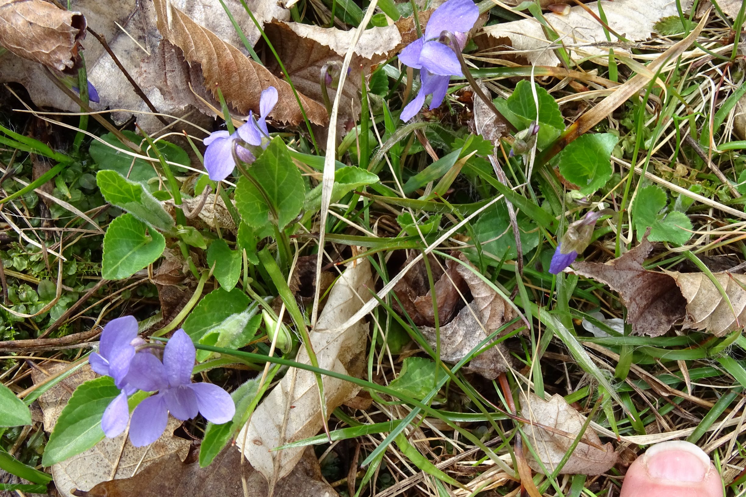 DSC03844 breitenbrunn leithagebirge, 2021-04-14, viola hirta (breitlaubig).JPG