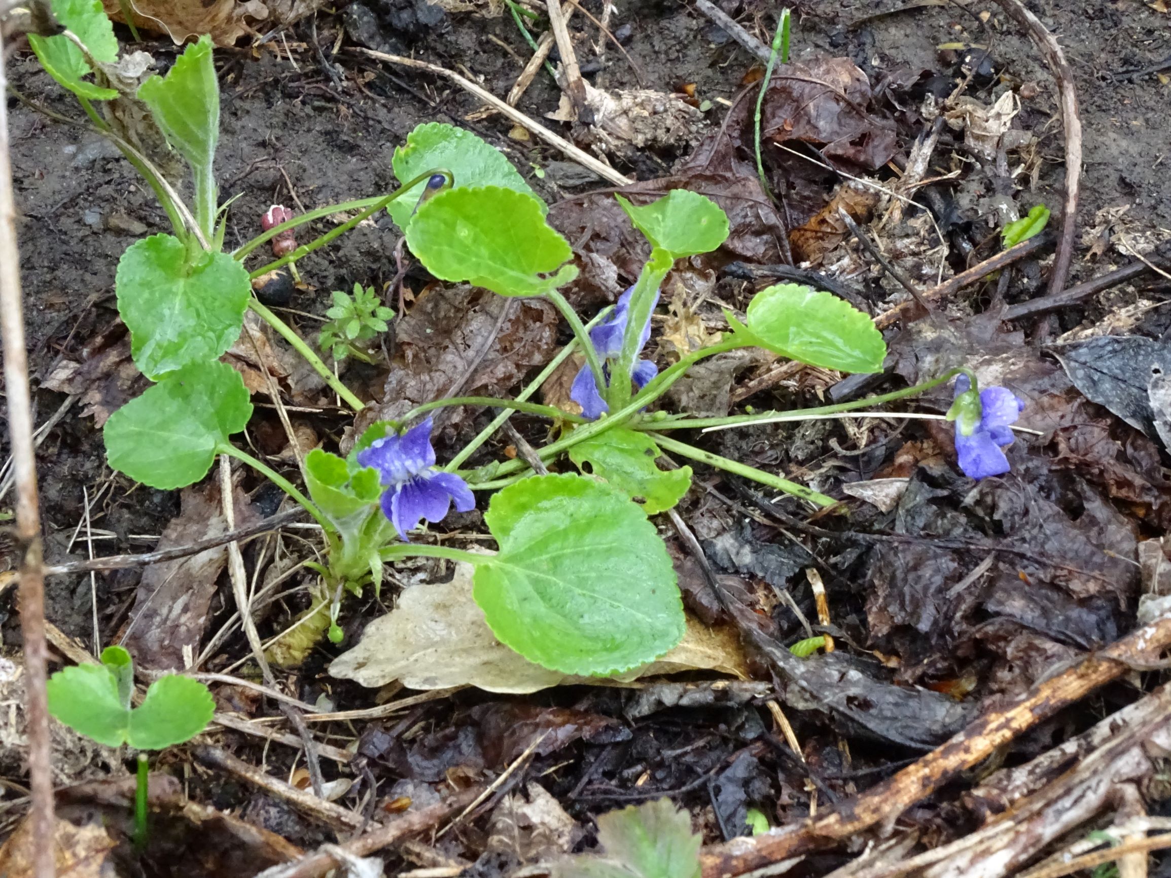 DSC03903 breitenbrunn leithagebirge, 2021-04-14, viola (cf.) suavis in feldgehölz.JPG