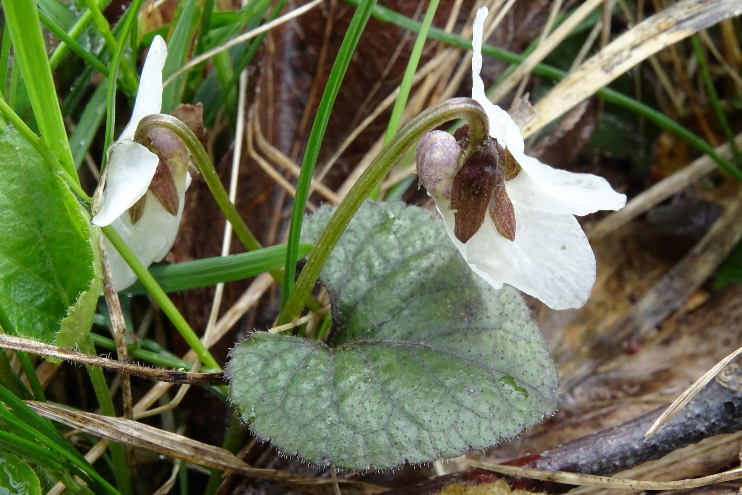 DSC04143 breitenbrunn leithagebirge, 2021-04-14, viola alba scotophylla s.str. sensu eföls.JPG