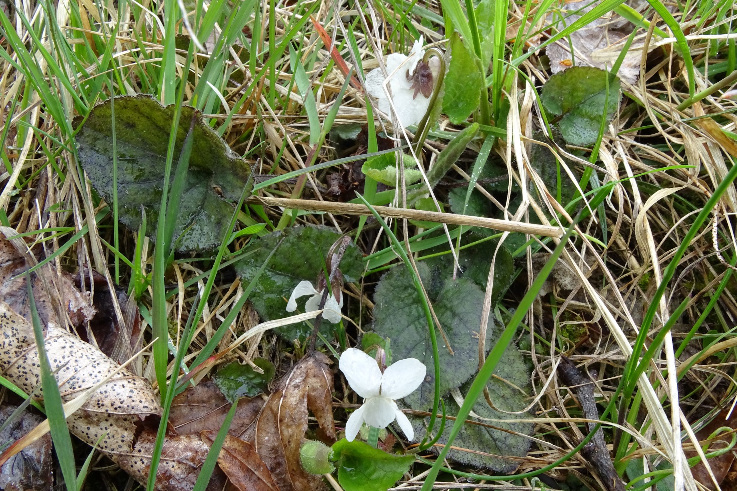 DSC04146 breitenbrunn leithagebirge, 2021-04-14, viola alba scotophylla s.str. sensu eföls.JPG