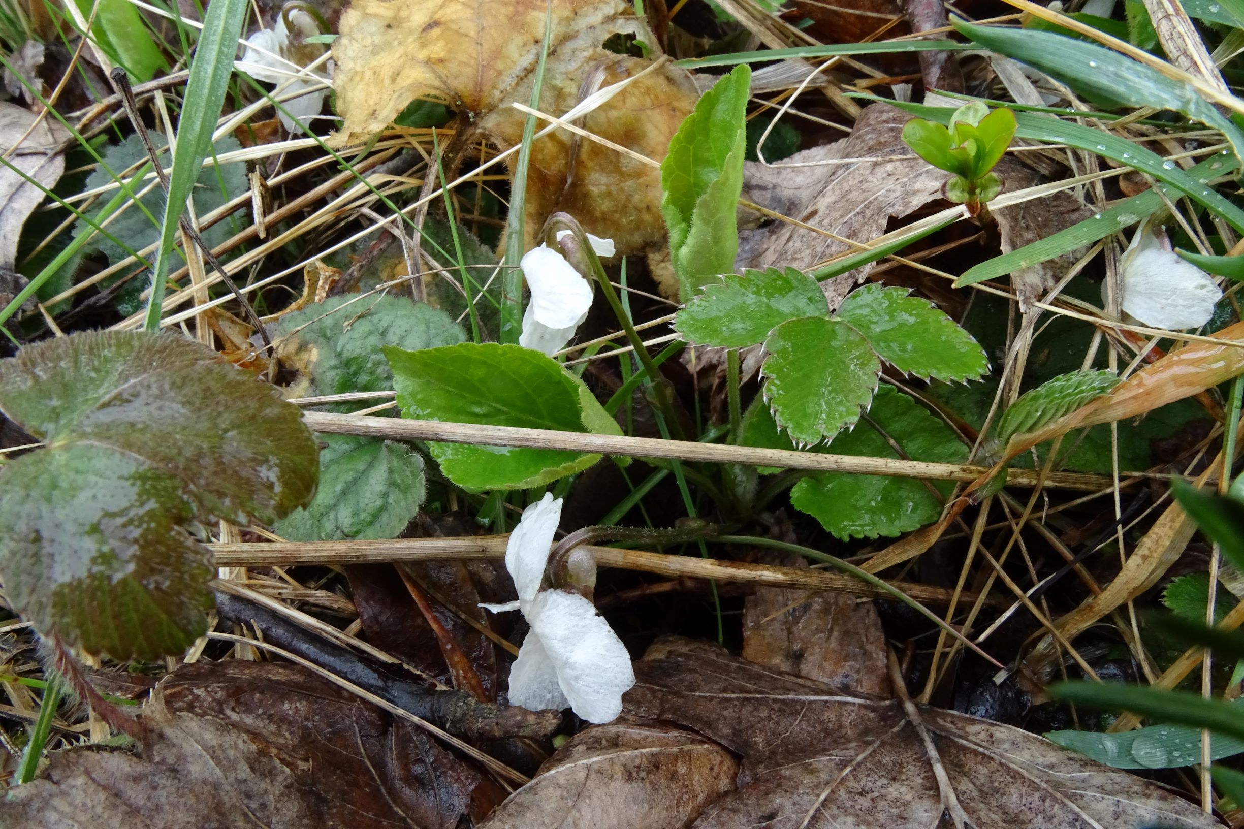 DSC04148 breitenbrunn leithagebirge, 2021-04-14, viola alba scotophylla s.str. sensu eföls.JPG