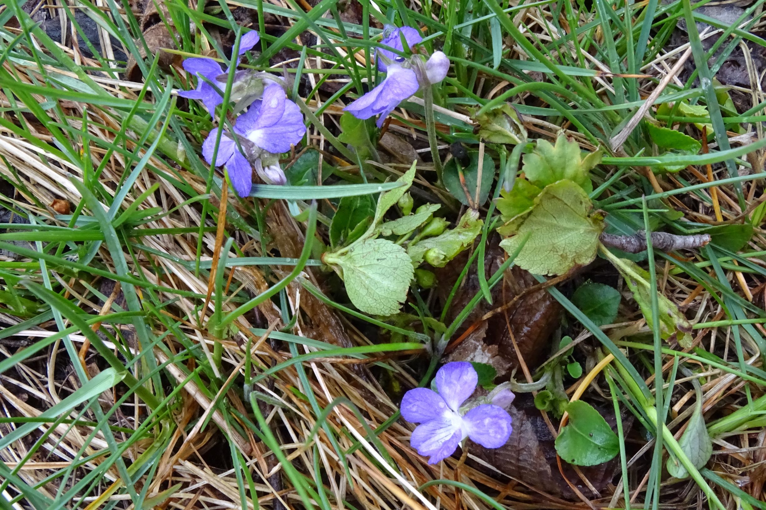 DSC04238 breitenbrunn leithagebirge, 2021-04-14, viola rupestris.JPG