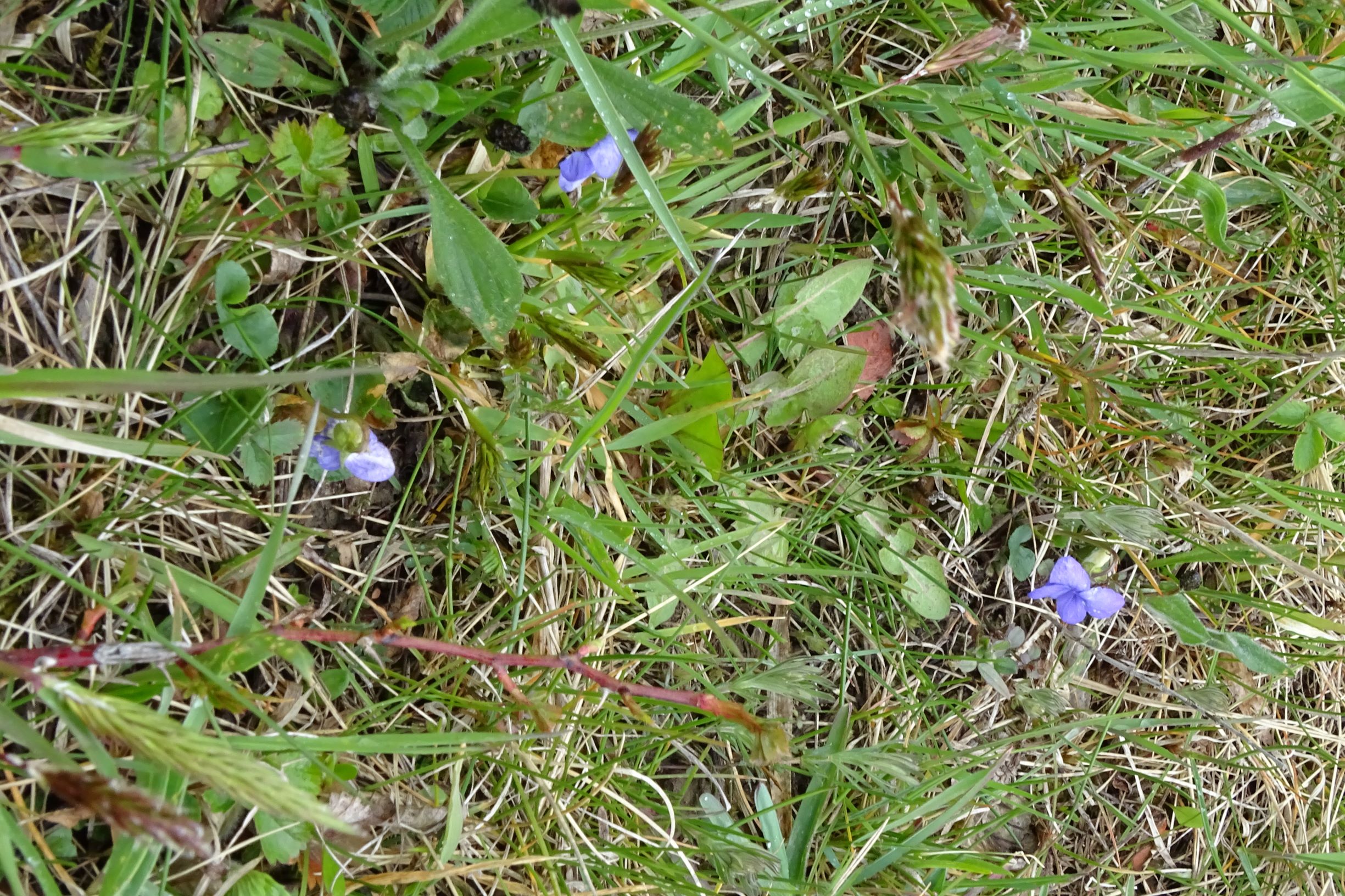 DSC04250 breitenbrunn leithagebirge, 2021-04-14, viola canina x.JPG