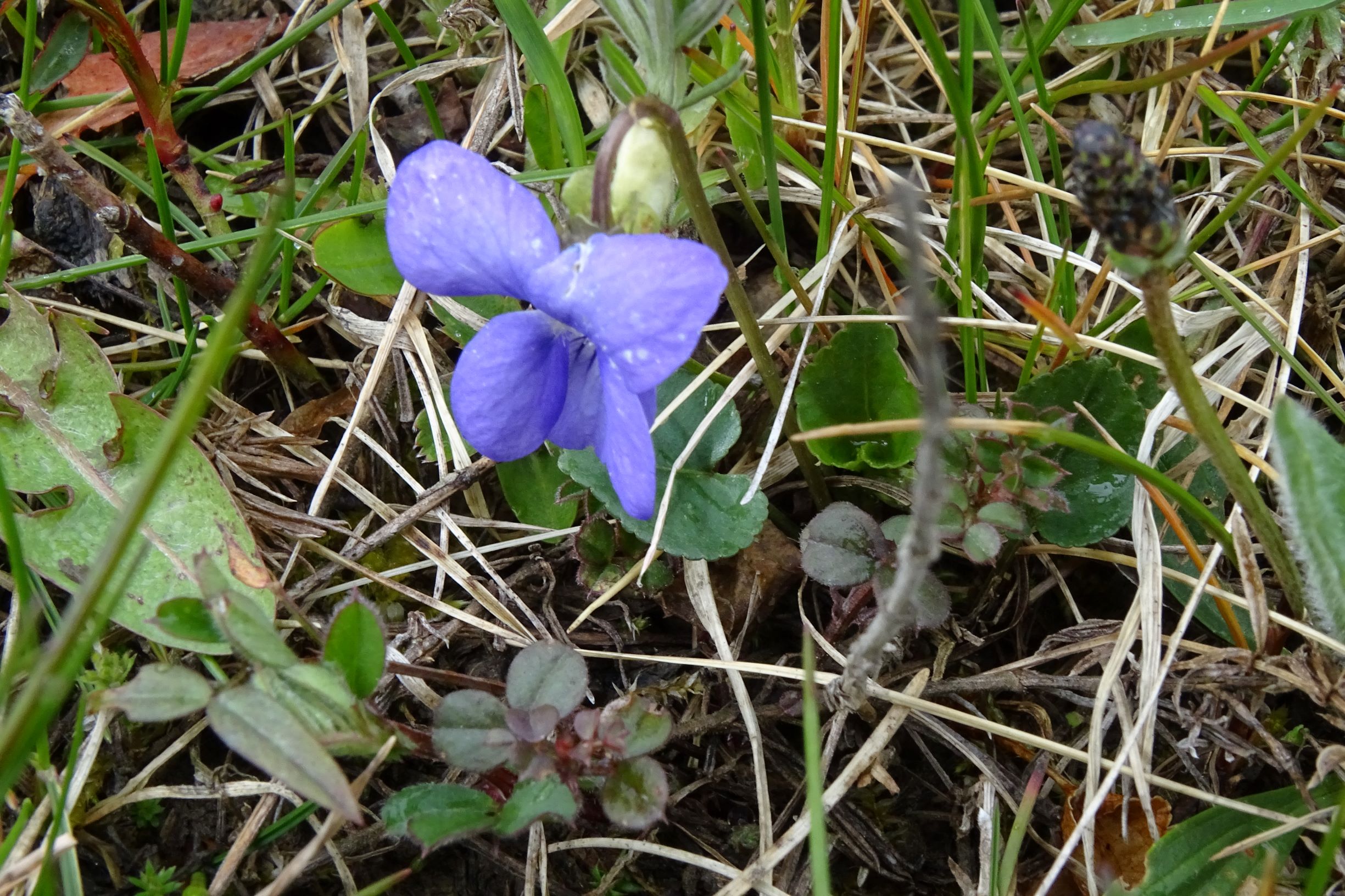 DSC04251 breitenbrunn leithagebirge, 2021-04-14, viola canina x.JPG