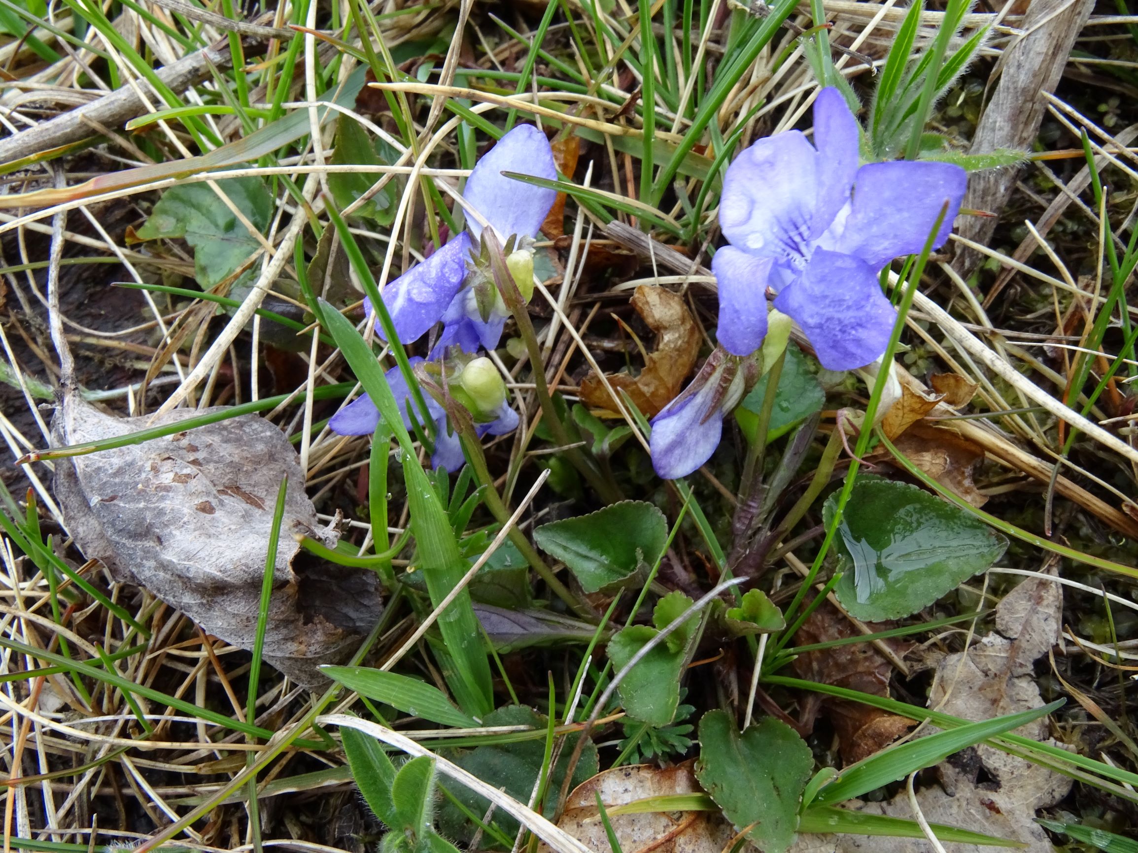 DSC04259 breitenbrunn leithagebirge, 2021-04-14, viola canina x.JPG