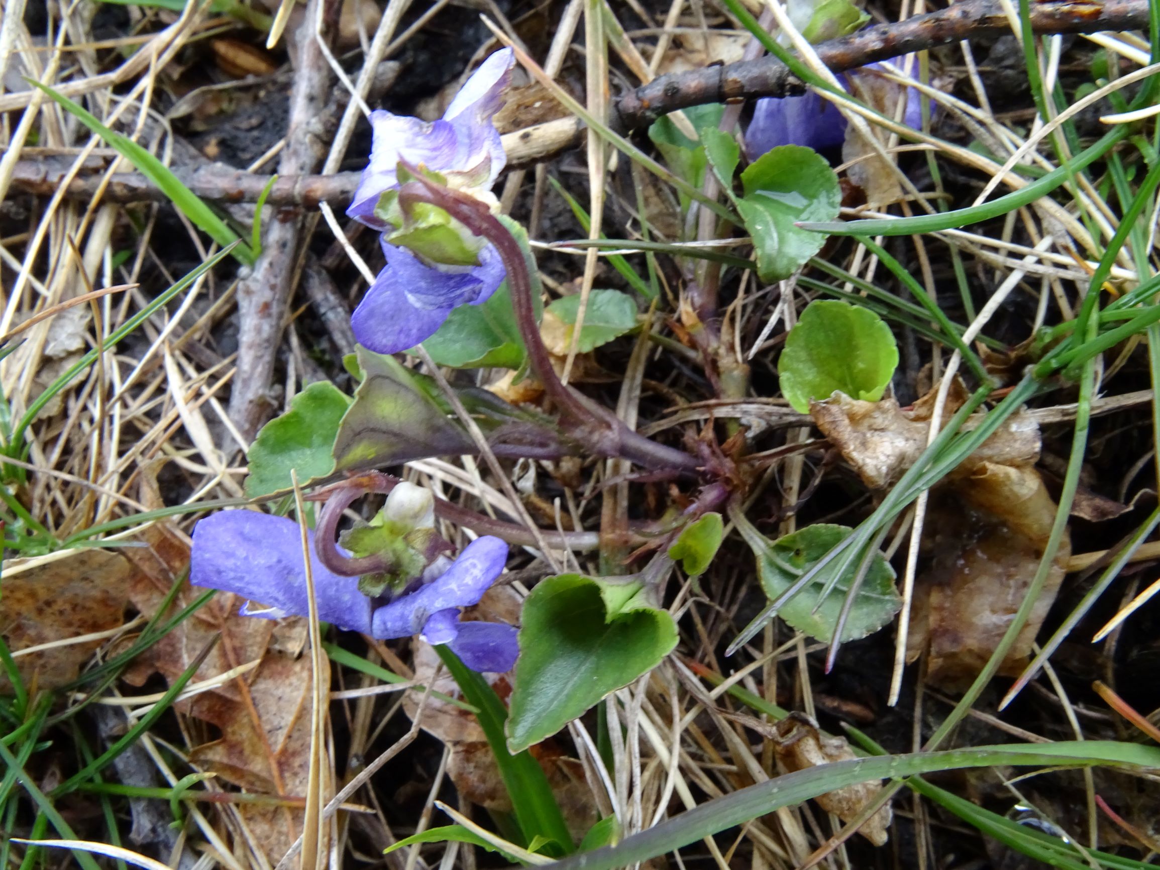 DSC04261 breitenbrunn leithagebirge, 2021-04-14, viola cf. canina x rupestris x riviniana.JPG