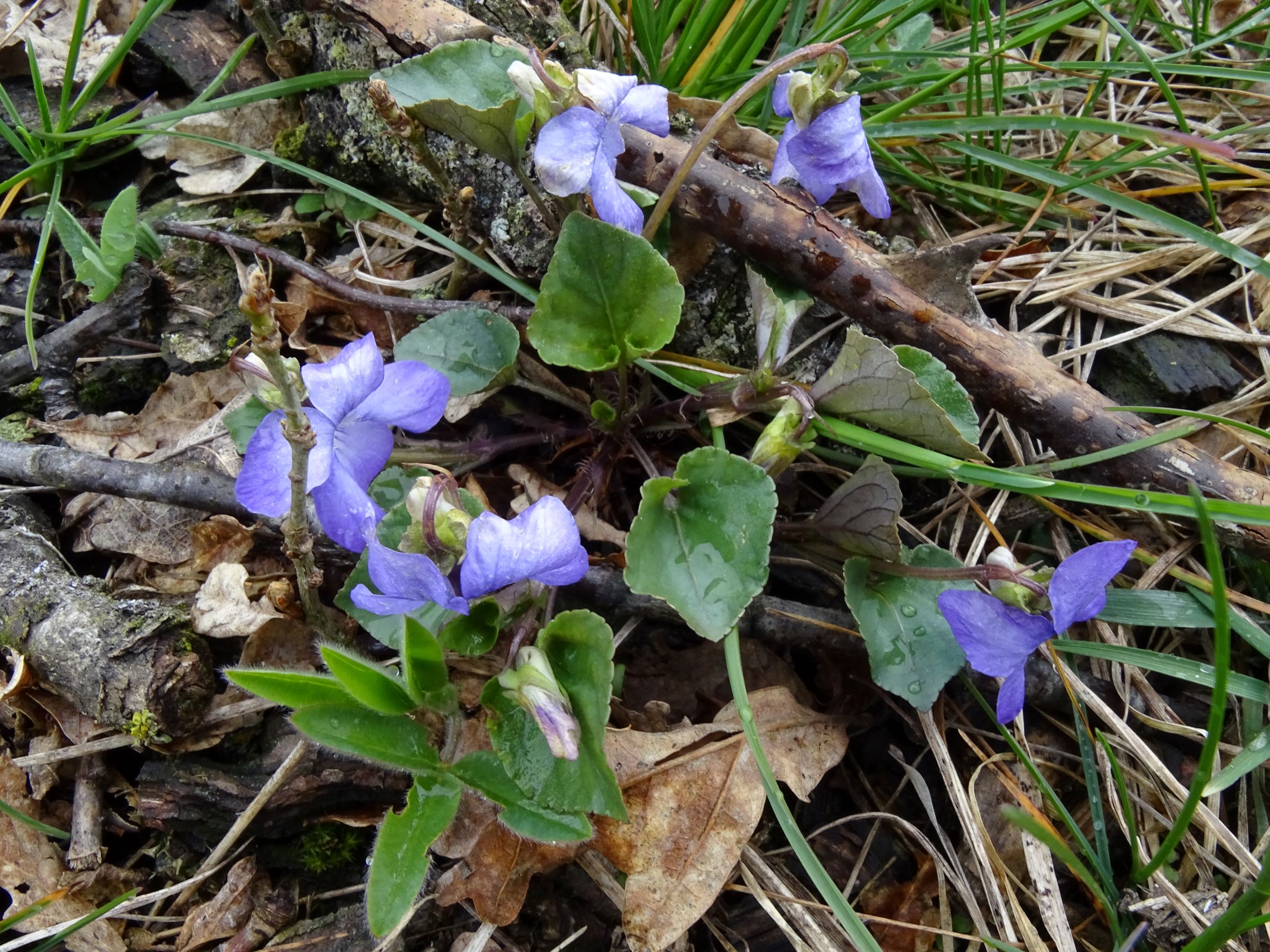 DSC04263 breitenbrunn leithagebirge, 2021-04-14, viola cf. canina x rupestris x riviniana.JPG