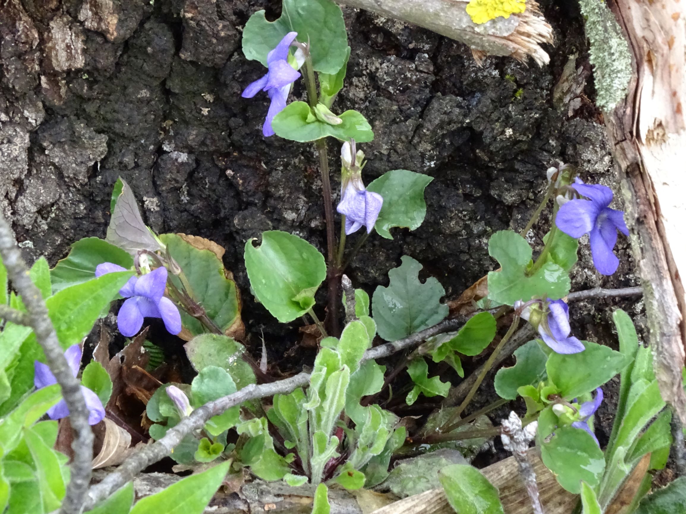 DSC04268 breitenbrunn leithagebirge, 2021-04-14, viola cf. canina (x ...).JPG