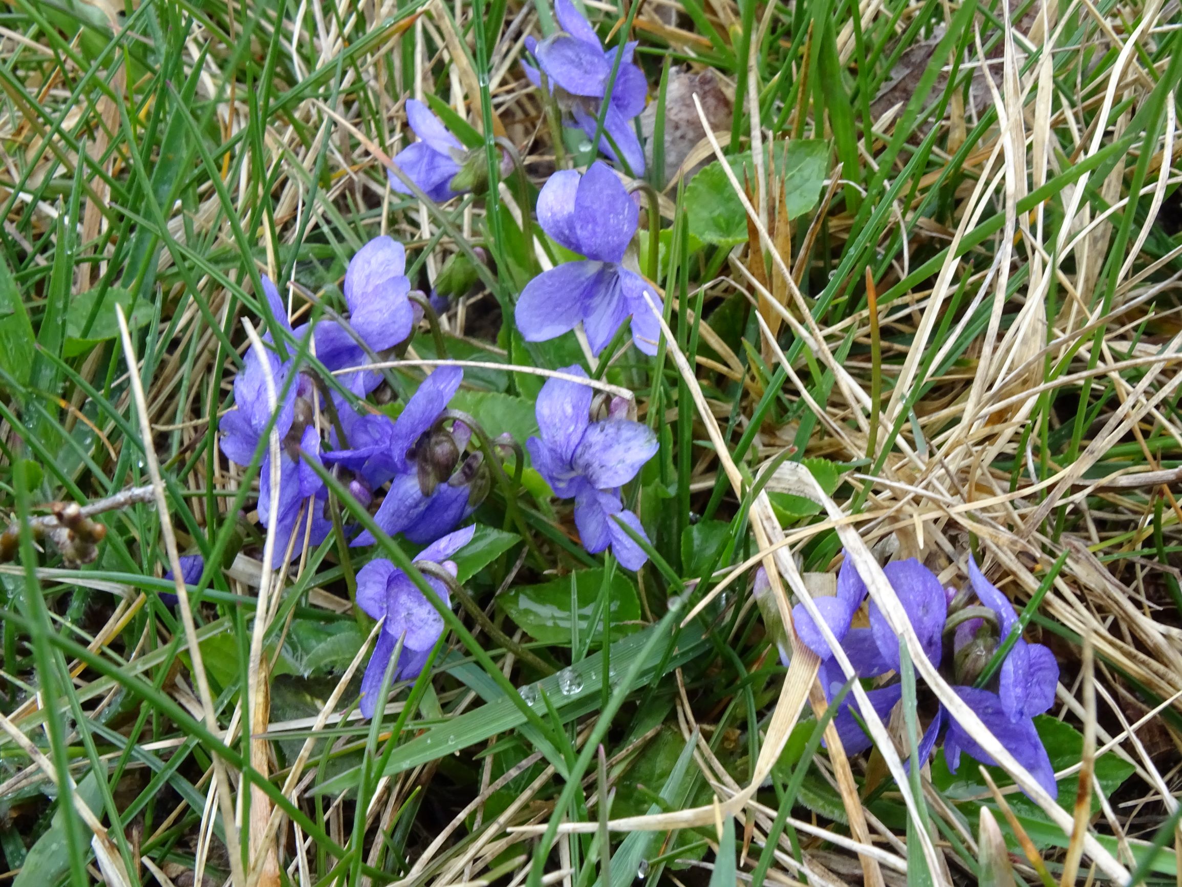 DSC04271 breitenbrunn leithagebirge, 2021-04-14, viola cf. hirta (x ...).JPG