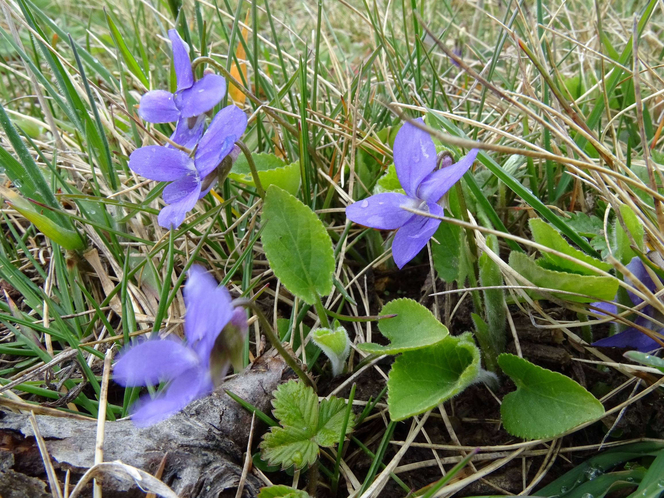 DSC04275 breitenbrunn leithagebirge, 2021-04-14, viola hirta.JPG