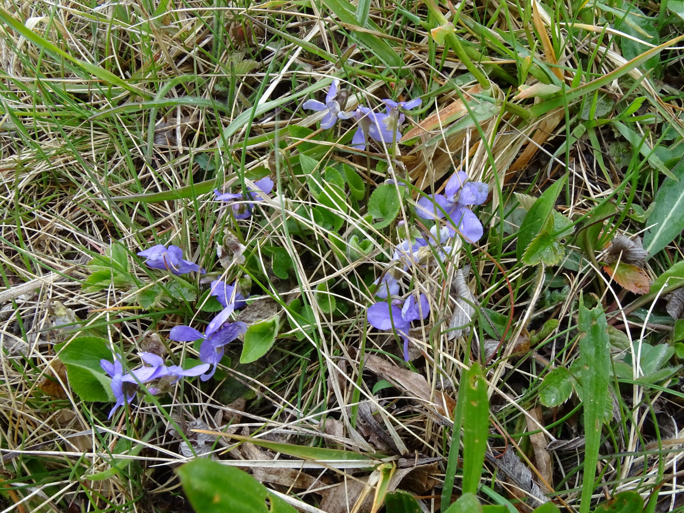 DSC04277 breitenbrunn leithagebirge, 2021-04-14, viola hirta.JPG