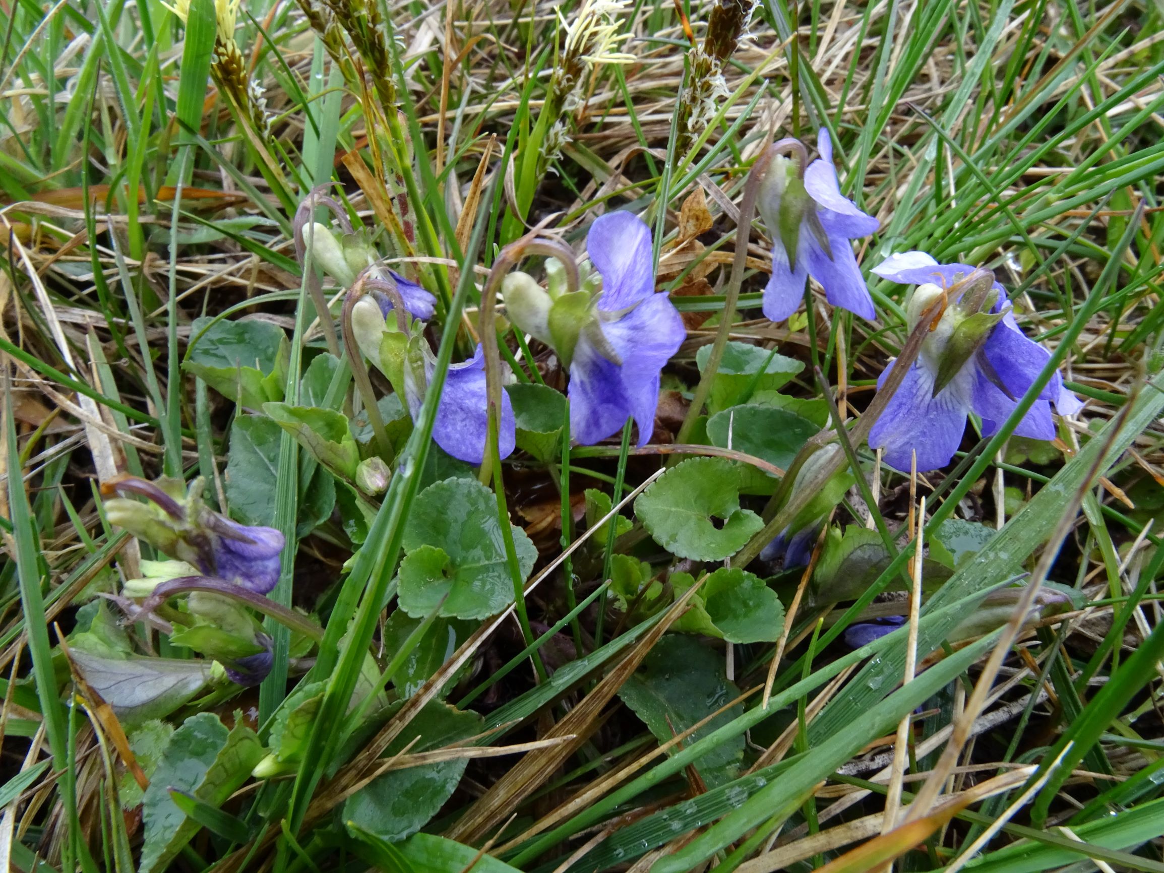 DSC04281 breitenbrunn leithagebirge, 2021-04-14, viola cf. canina x rupestris.JPG