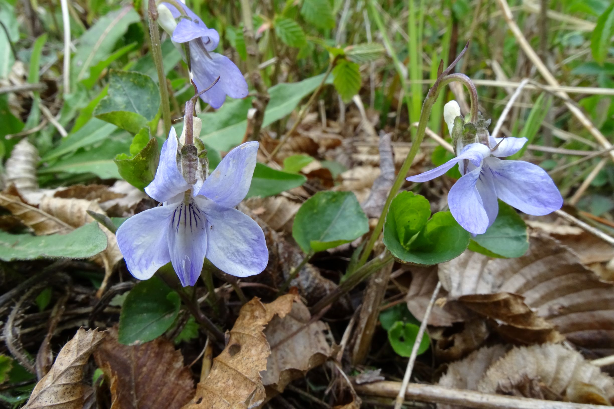 DSCN2289 breitenbrunn leithagebirge, 2021-04-14, viola riviniana.JPG