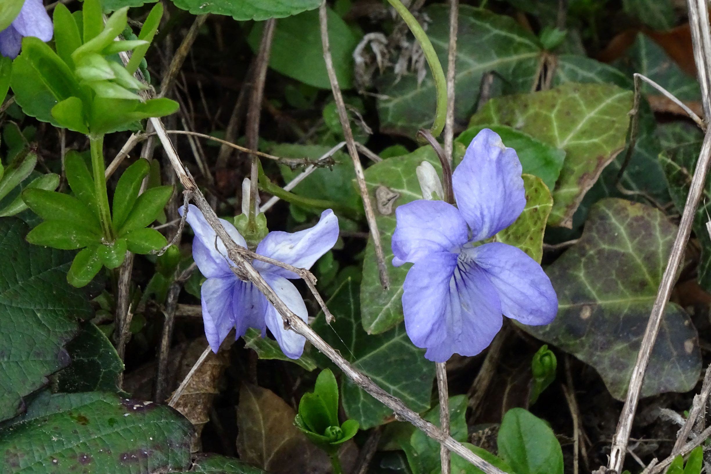 DSC03414 breitenbrunn leithagebirge, 2021-04-14, viola riviniana.JPG