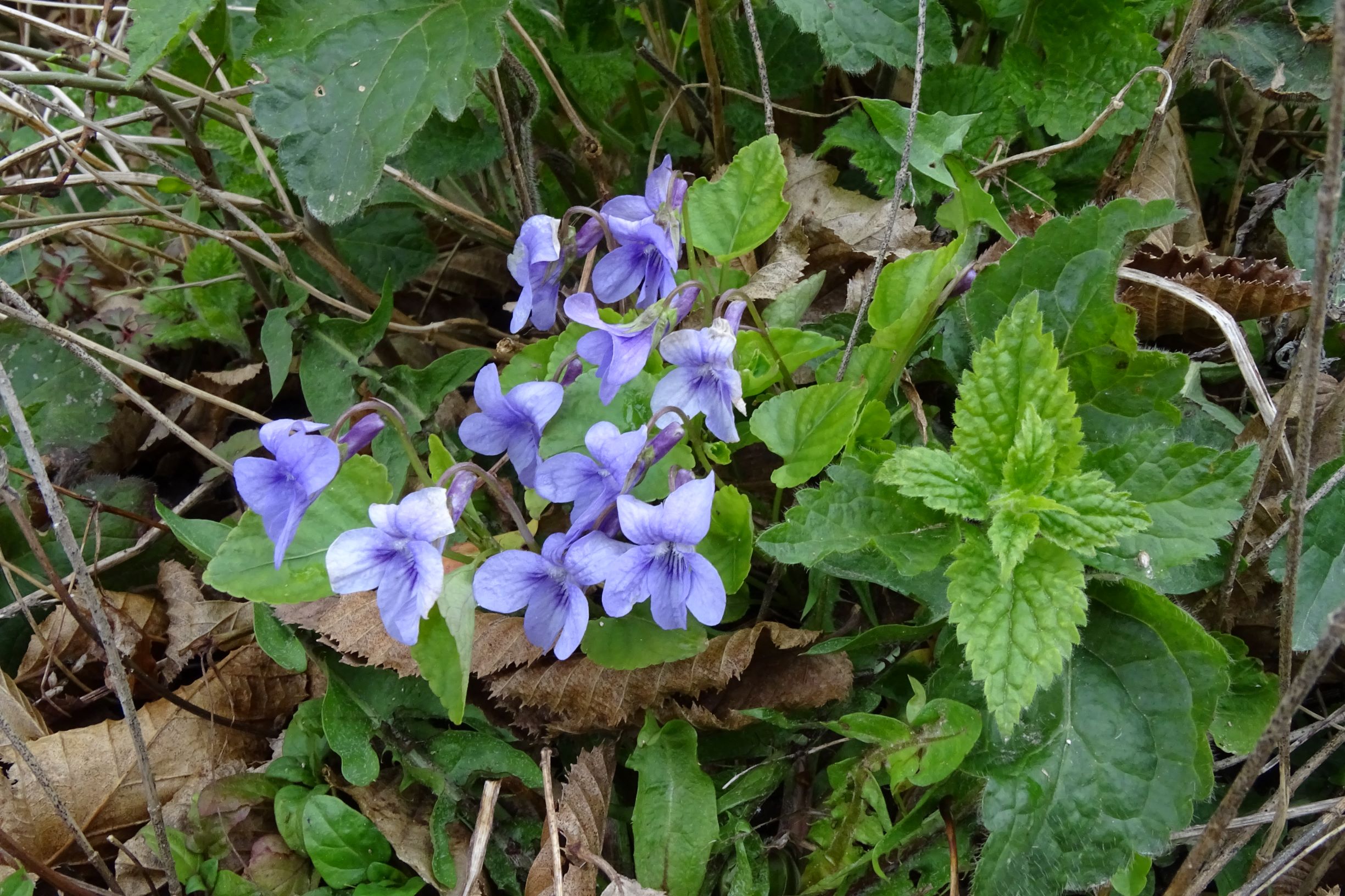 DSC03418 breitenbrunn leithagebirge, 2021-04-14, viola x bavarica.JPG