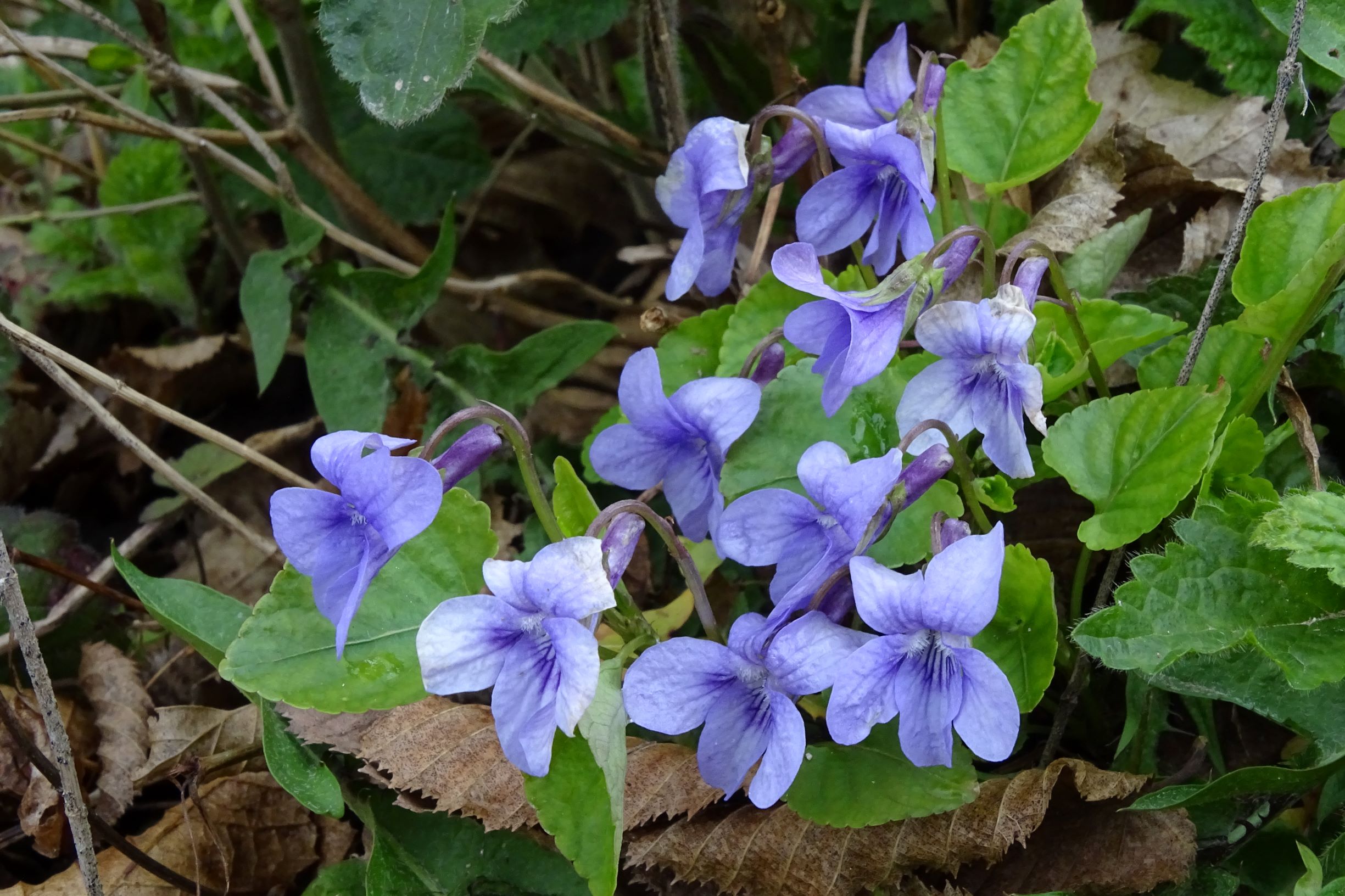 DSC03420 breitenbrunn leithagebirge, 2021-04-14, viola x bavarica.JPG