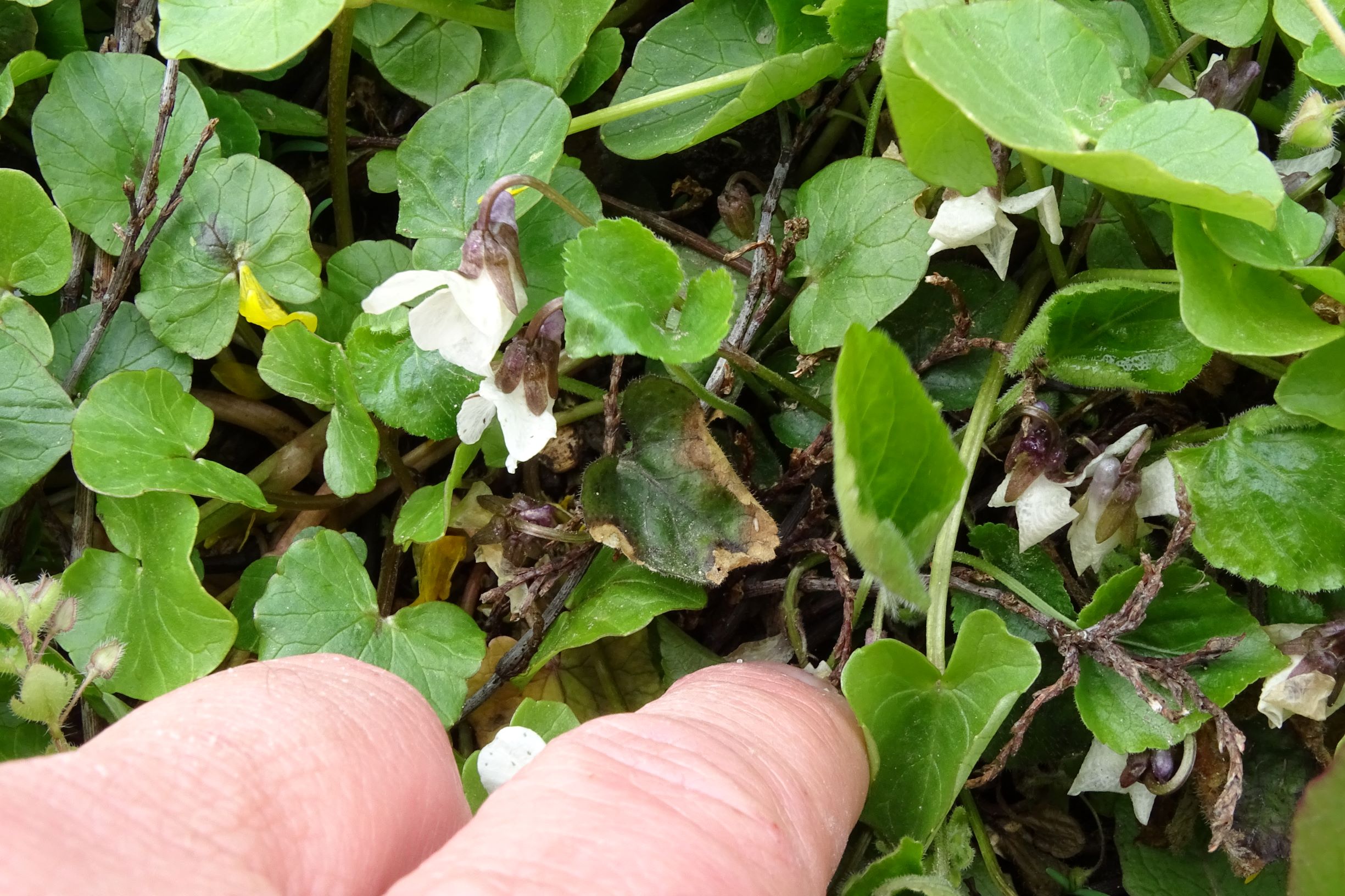 DSC03446 breitenbrunn leithagebirge, 2021-04-14, viola alba scotophylla s.str..JPG