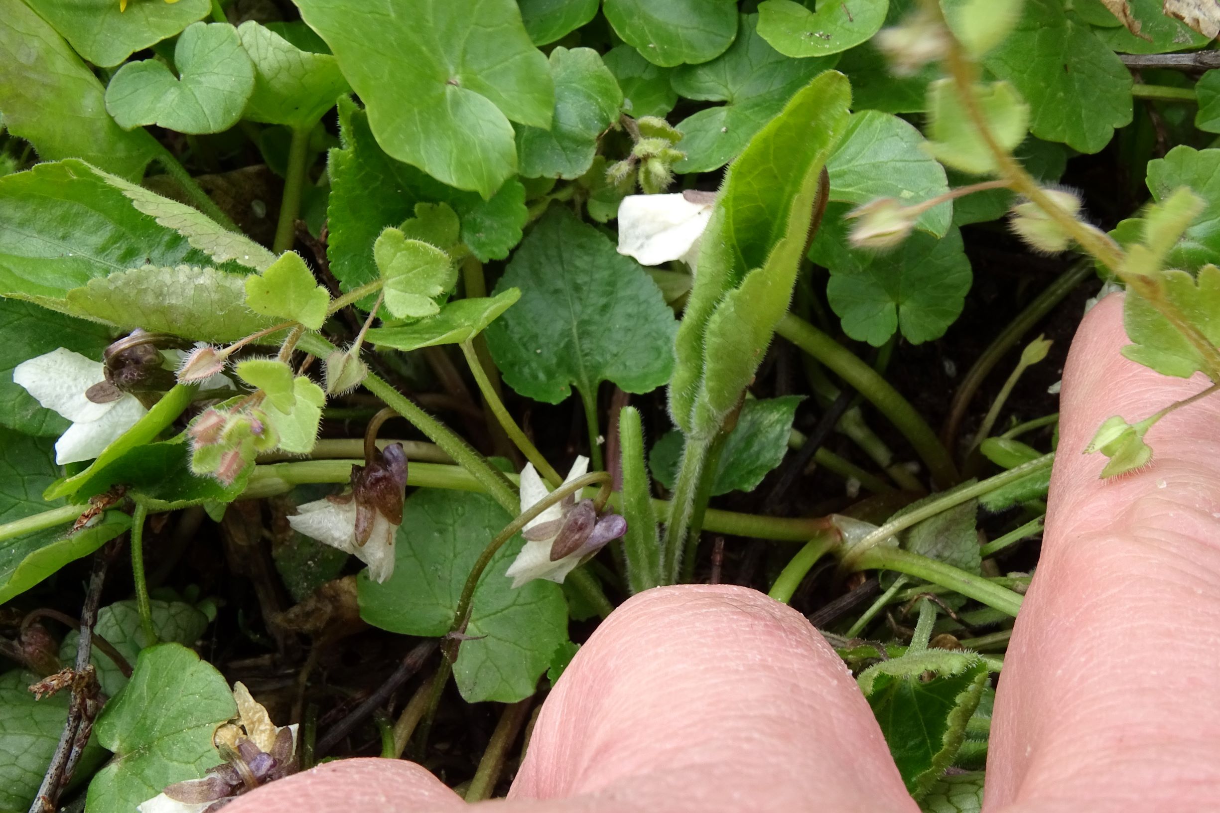 DSC03449 breitenbrunn leithagebirge, 2021-04-14, viola alba scotophylla s.str..JPG