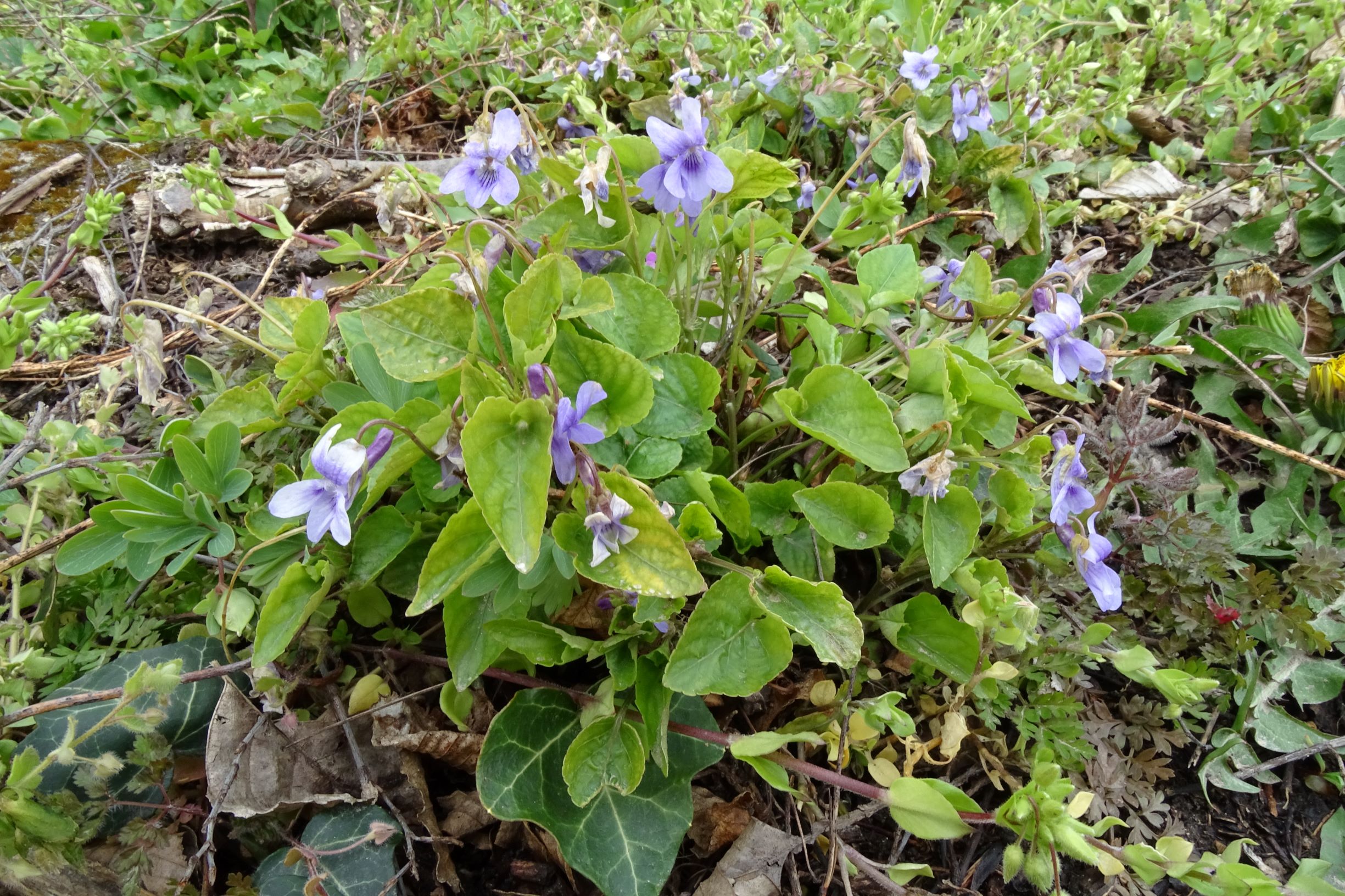 DSC03458 breitenbrunn leithagebirge, 2021-04-14, viola x bavarica.JPG