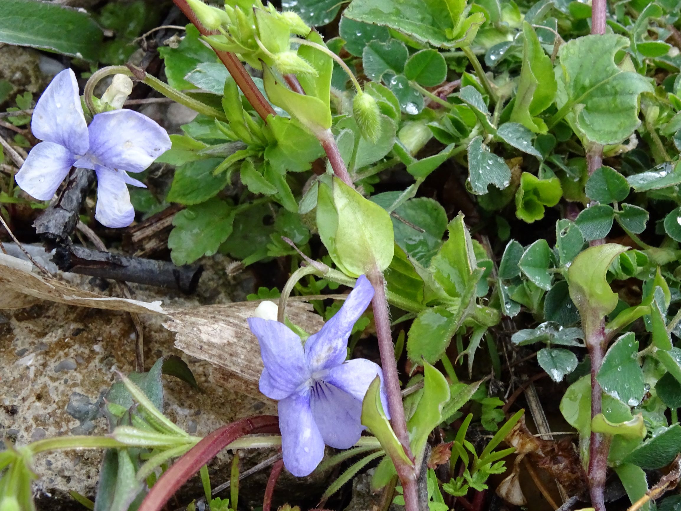 DSC04290 breitenbrunn leithagebirge, 2021-04-14, viola cf. riviniana x canina.JPG