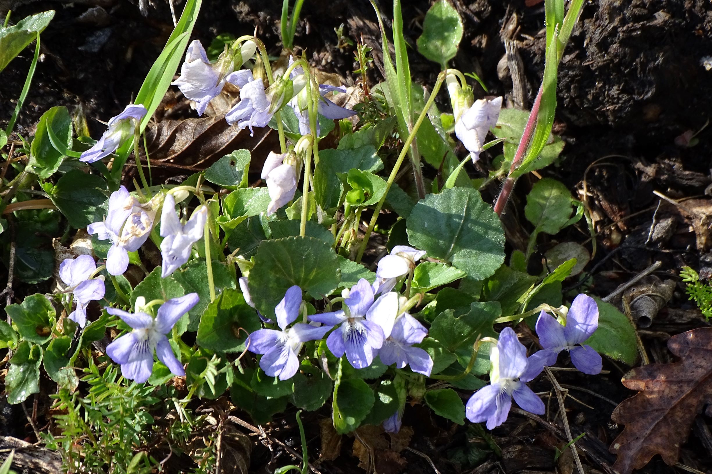 DSC04318 breitenbrunn leithagebirge, 2021-04-14, viola riviniana.JPG