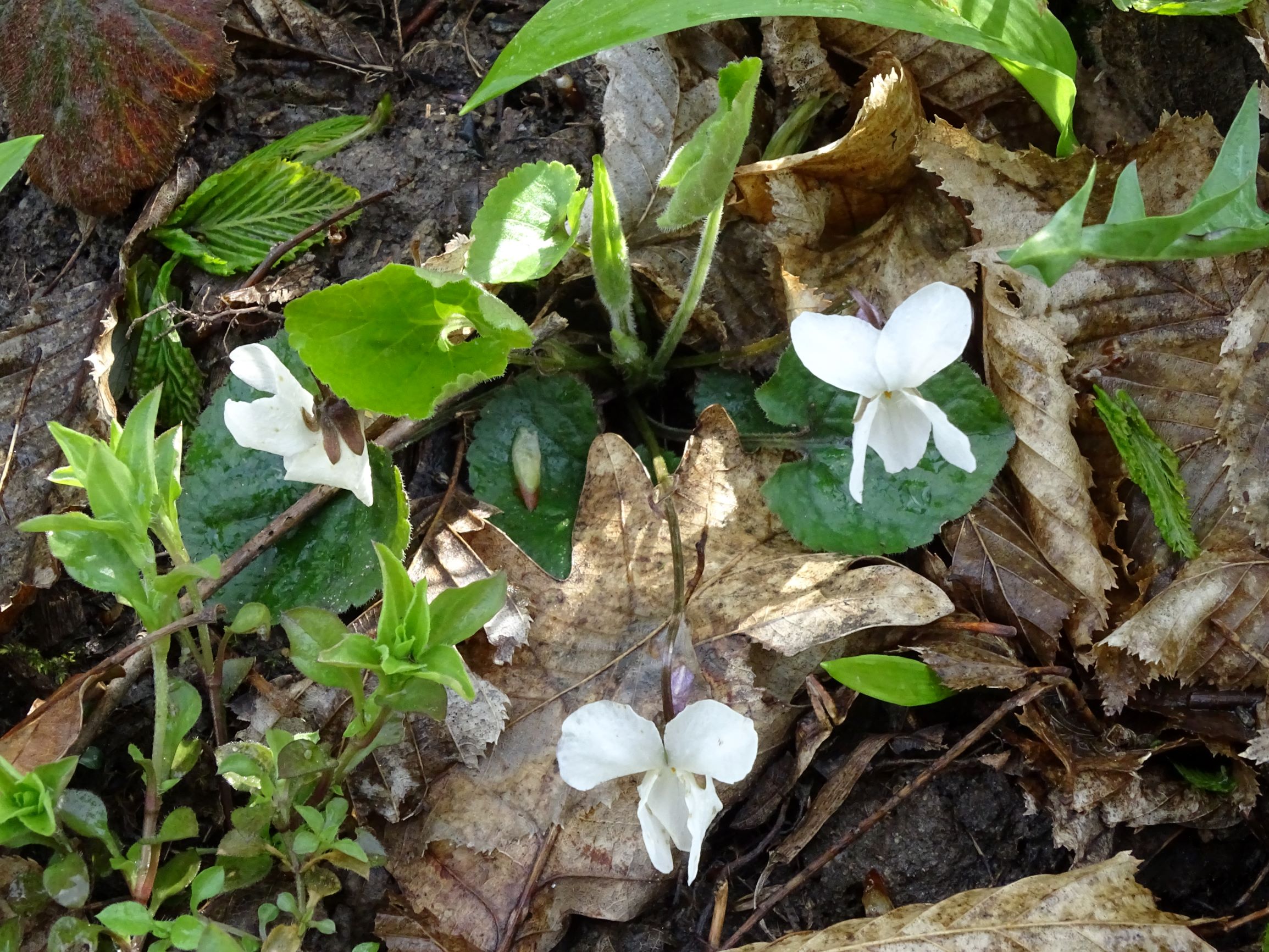 DSC04324 breitenbrunn leithagebirge, 2021-04-14, viola alba scotophylla s.str..JPG