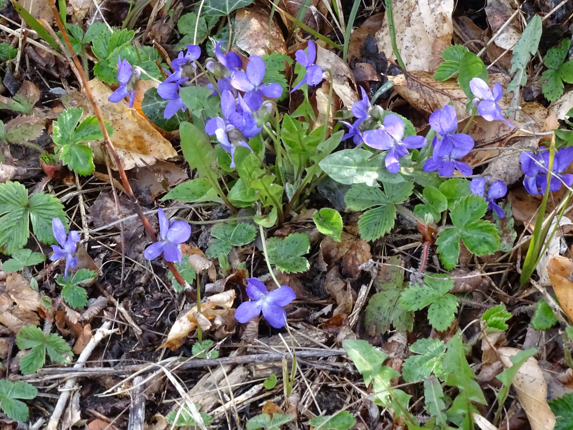 DSC04330 breitenbrunn leithagebirge, 2021-04-14, viola hirta.JPG