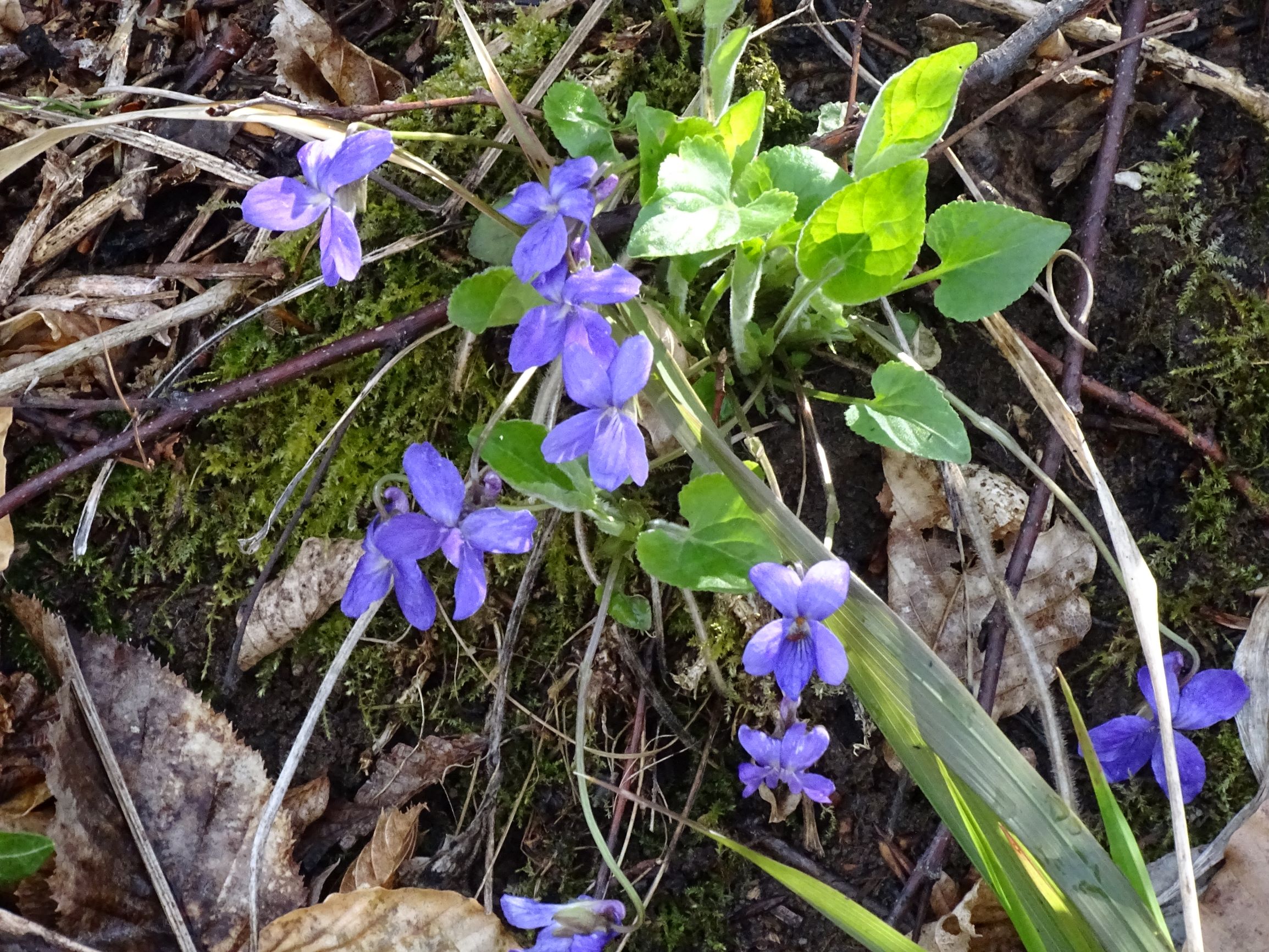 DSC04331 breitenbrunn leithagebirge, 2021-04-14, viola hirta.JPG