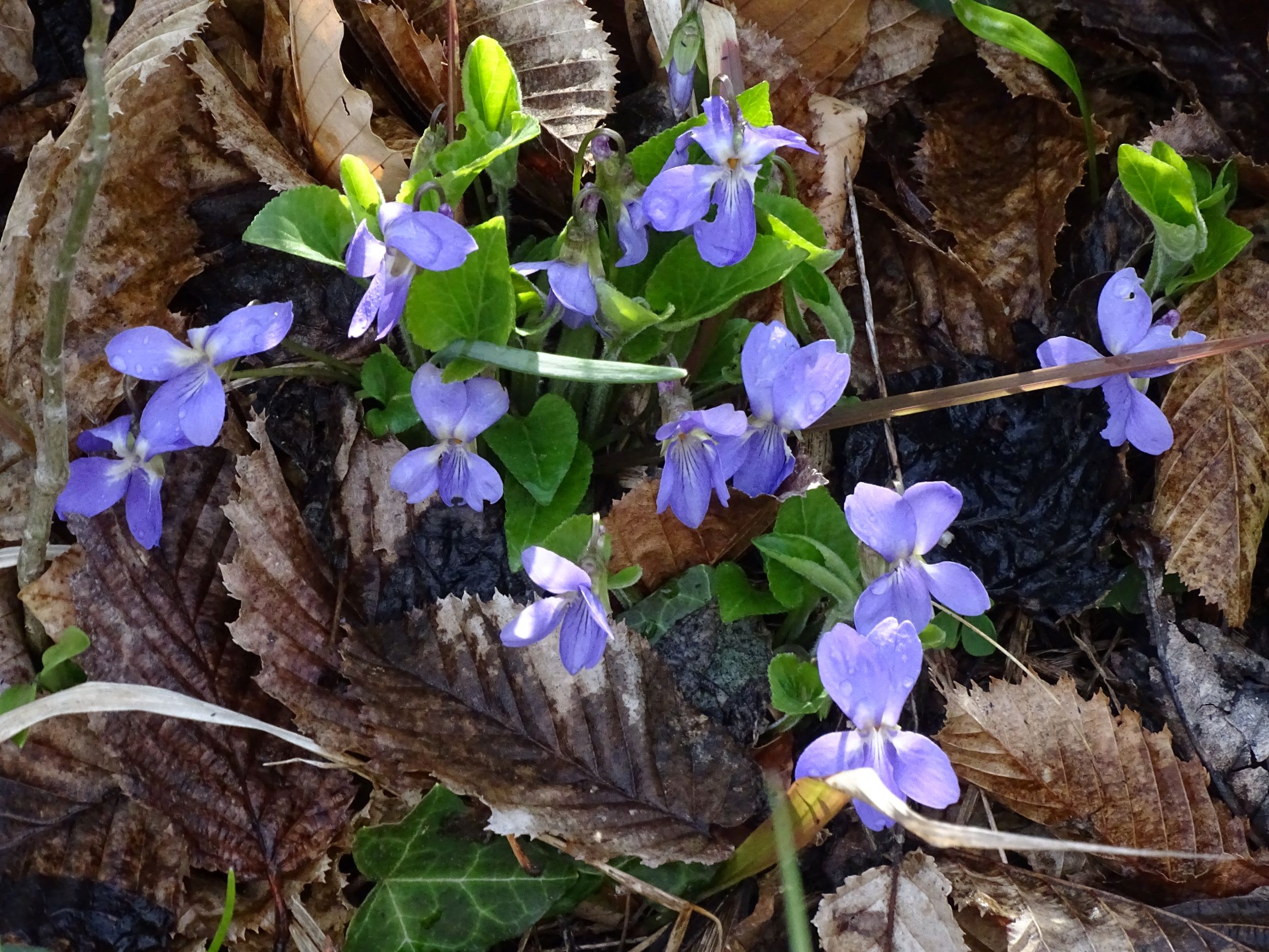 DSC04332 breitenbrunn leithagebirge, 2021-04-14, viola hirta.JPG