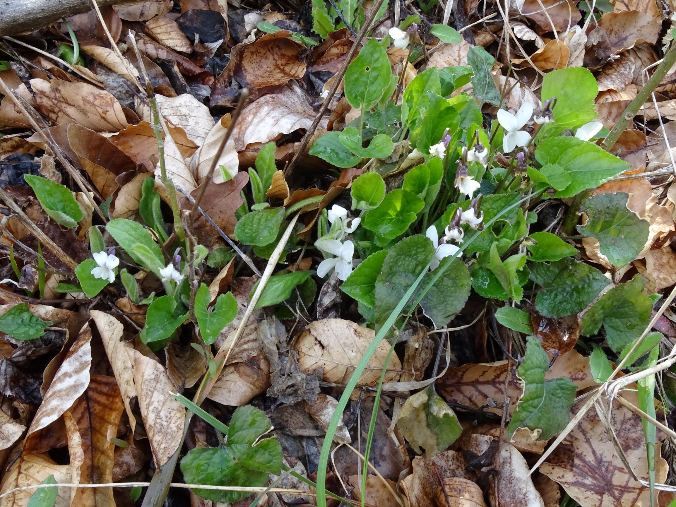 DSC04334 breitenbrunn leithagebirge, 2021-04-14, viola alba scotophylla s.str..JPG