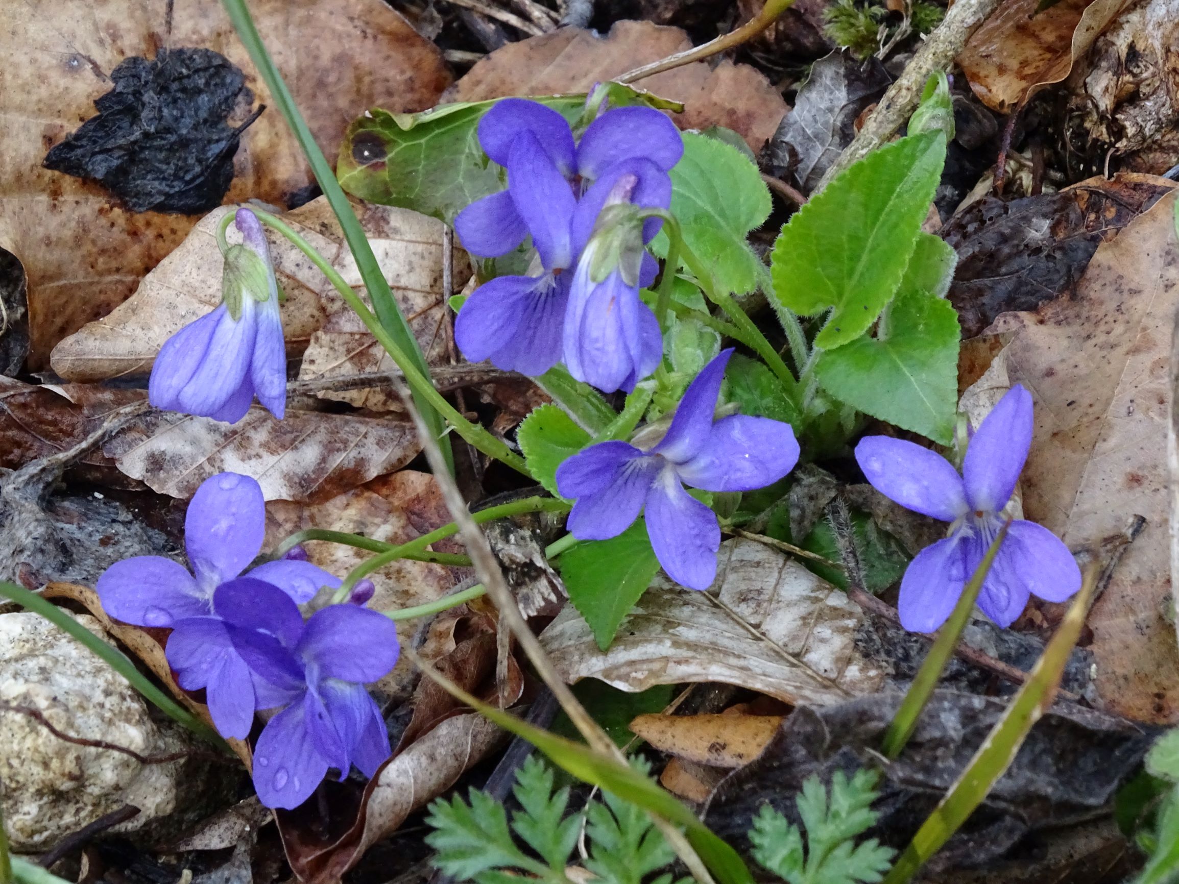 DSC04336 breitenbrunn leithagebirge, 2021-04-14, viola hirta.JPG