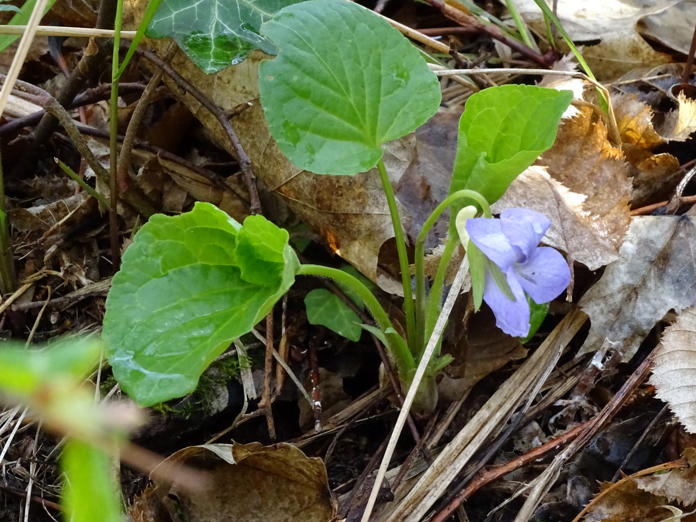 DSC04345 breitenbrunn leithagebirge, 2021-04-14, viola mirabilis.JPG