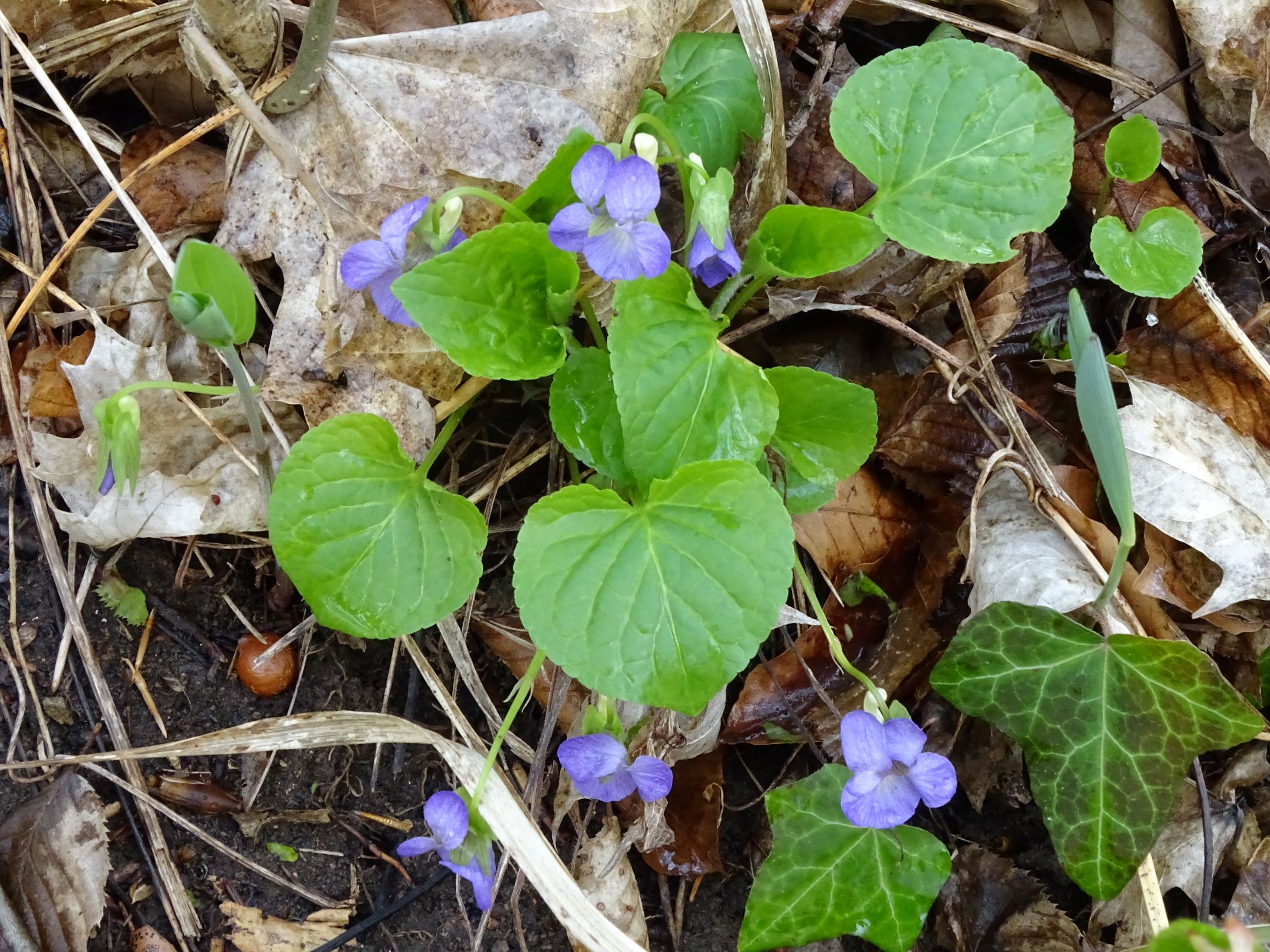 DSC04346 breitenbrunn leithagebirge, 2021-04-14, viola mirabilis.JPG