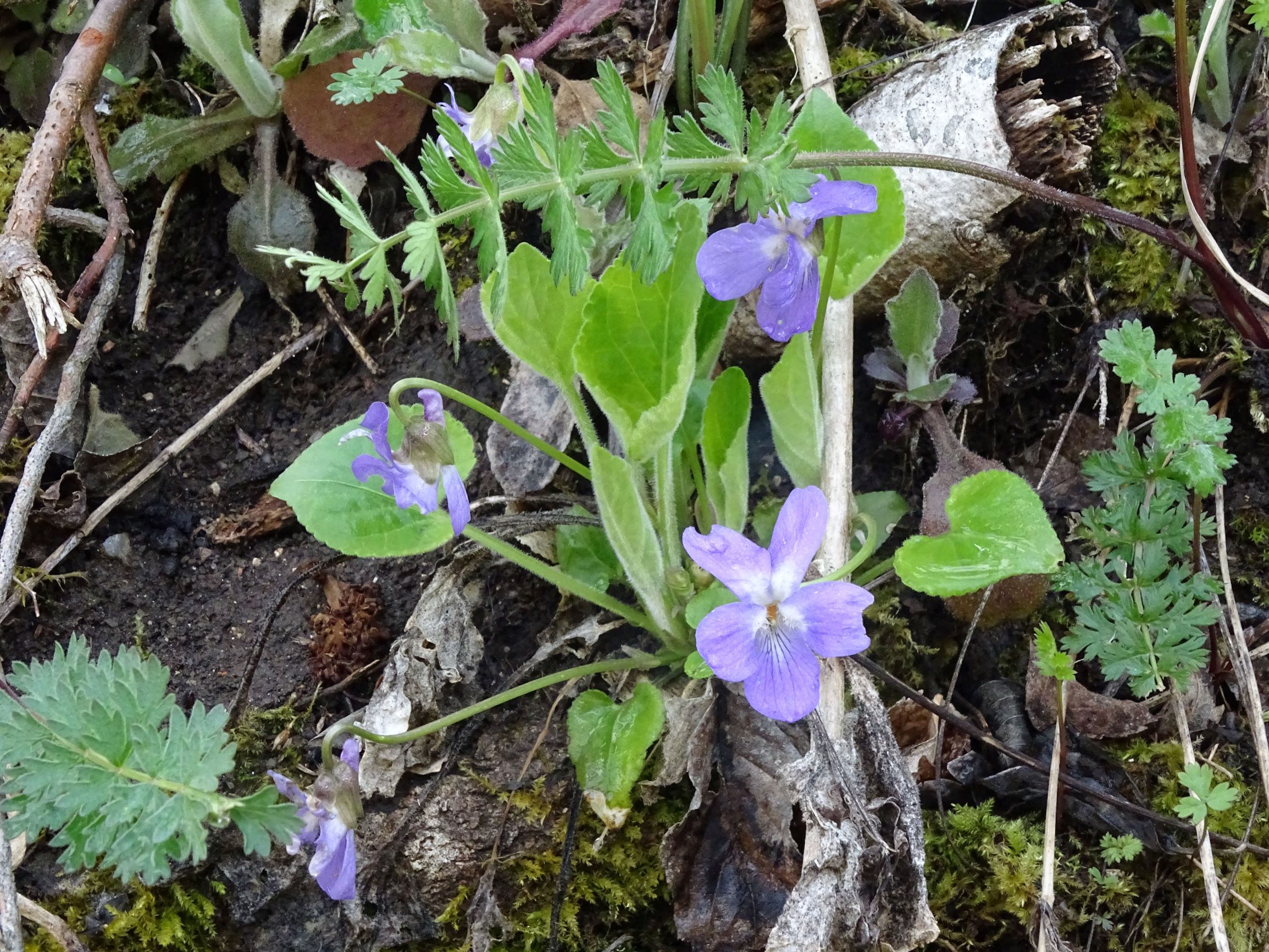 DSC04347 breitenbrunn leithagebirge, 2021-04-14, viola hirta.JPG